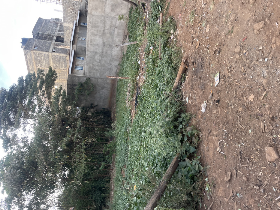 This image captures an outdoor scene in what appears to be a semi-urban or peri-urban area, consistent with Gitothua ward, Kenya. The scene is divided into distinct areas: buildings and trees on the left, a large expanse of vegetation in the middle, and a dirt path on the right.
On the left side of the frame, several multi-story buildings are visible. The most prominent is a tall, dark grey structure built with exposed concrete blocks, appearing somewhat unfinished or industrial. A black water tank is visible on its roof. Adjacent to it, to the right and slightly in front, is a lower, grey-rendered building featuring multiple small, uniformly spaced windows with white frames. In front of these buildings, a dense cluster of trees with varied foliage and tall trunks forms a natural barrier.
The central part of the image is dominated by a wide, flat area covered extensively with lush green, low-growing vegetation, possibly weeds or ground cover. Scattered wooden logs or posts lie horizontally within this vegetated section, some acting as informal dividers.
To the right, the ground transitions into a dusty, uneven dirt path or bare earth. This area is sparsely covered with small rocks, dry leaves, and some scattered refuse, including pieces of paper and plastic. The general impression is one of undeveloped or vacant land adjacent to residential or commercial structures.
No human activity or individuals are visible. The lighting suggests it is daytime, possibly under an overcast sky, as shadows are soft and diffused. There is no visible text in the image.