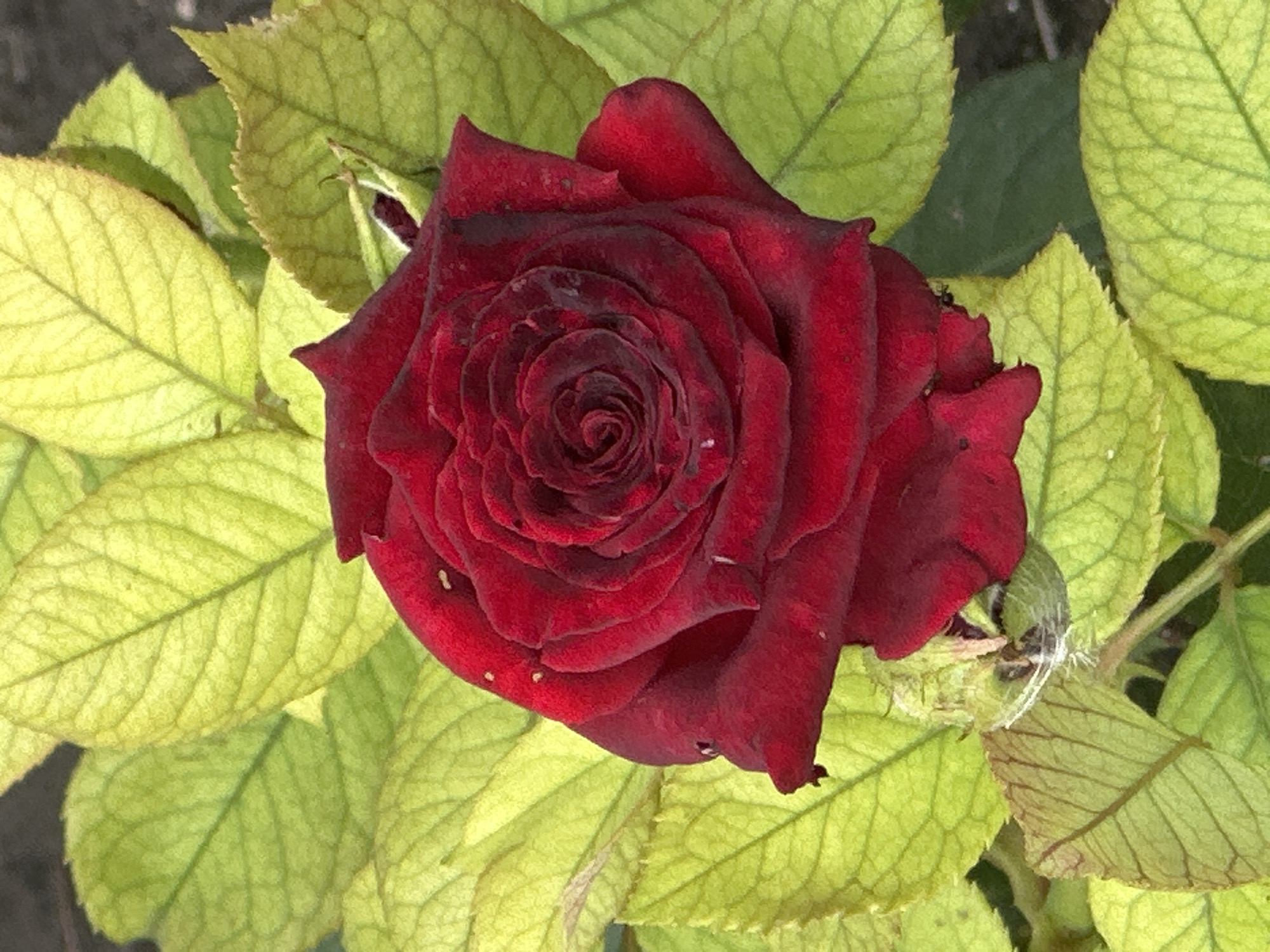 A close-up, top-down shot focuses on a deep red rose in full bloom, its velvety petals spiraling inward to reveal a darker, almost black center. The rose is surrounded by numerous large, heart-shaped leaves, a pale chartreuse green with pronounced veins. The leaves are unfurling, some showing slight browning on the edges and small spots, suggesting they are not in pristine condition. The background is softly blurred, hinting at a natural, outdoor setting. There is no evidence of people or any urban elements within the frame. The image depicts a natural scene, and there is no contextual information to place it in Lobacheve, Ukraine, or any specific city.