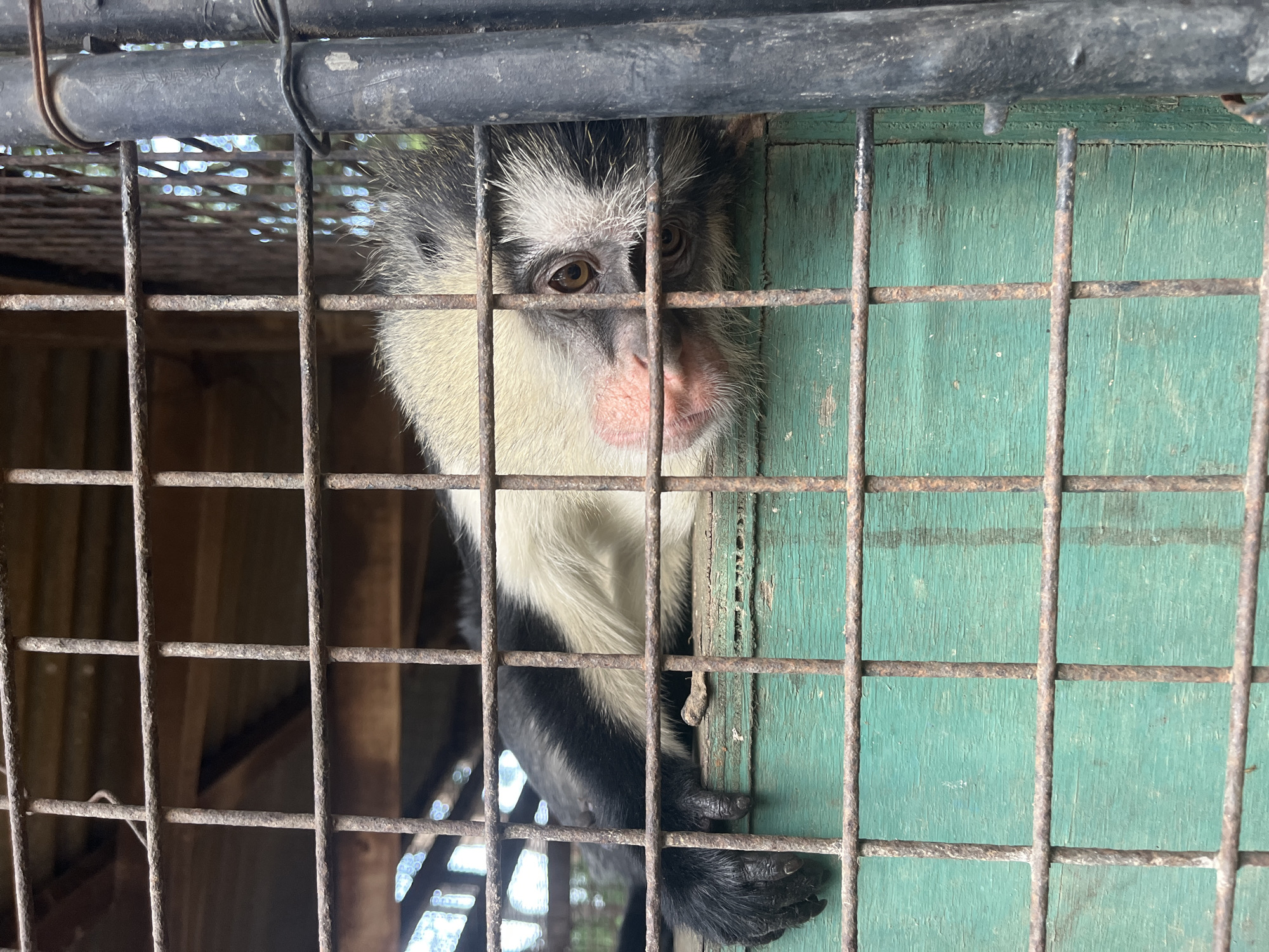 This is a medium shot photograph of a monkey in a cage. The monkey is a black and white colobus monkey, identifiable by its distinctive fur pattern and pinkish muzzle. It is peering through the bars of a rusty metal cage, its eyes looking directly at the camera. The monkey's face is mostly white with black fur around its eyes and across its forehead. Its body is black with white fur on its shoulders and back.
Behind the monkey, a rough, greenish wooden panel is visible, showing signs of wear and tear. The cage itself is made of thick, rusty metal bars, suggesting it may be an older enclosure. The lighting suggests it is daytime, with natural light filtering into the cage. The monkey's expression could be interpreted as curious or perhaps resigned.
The scene is set within a cage, likely in an enclosure in Jos, Nigeria. There is no visible text in the image. The overall impression is one of a captured animal in a somewhat rustic environment.