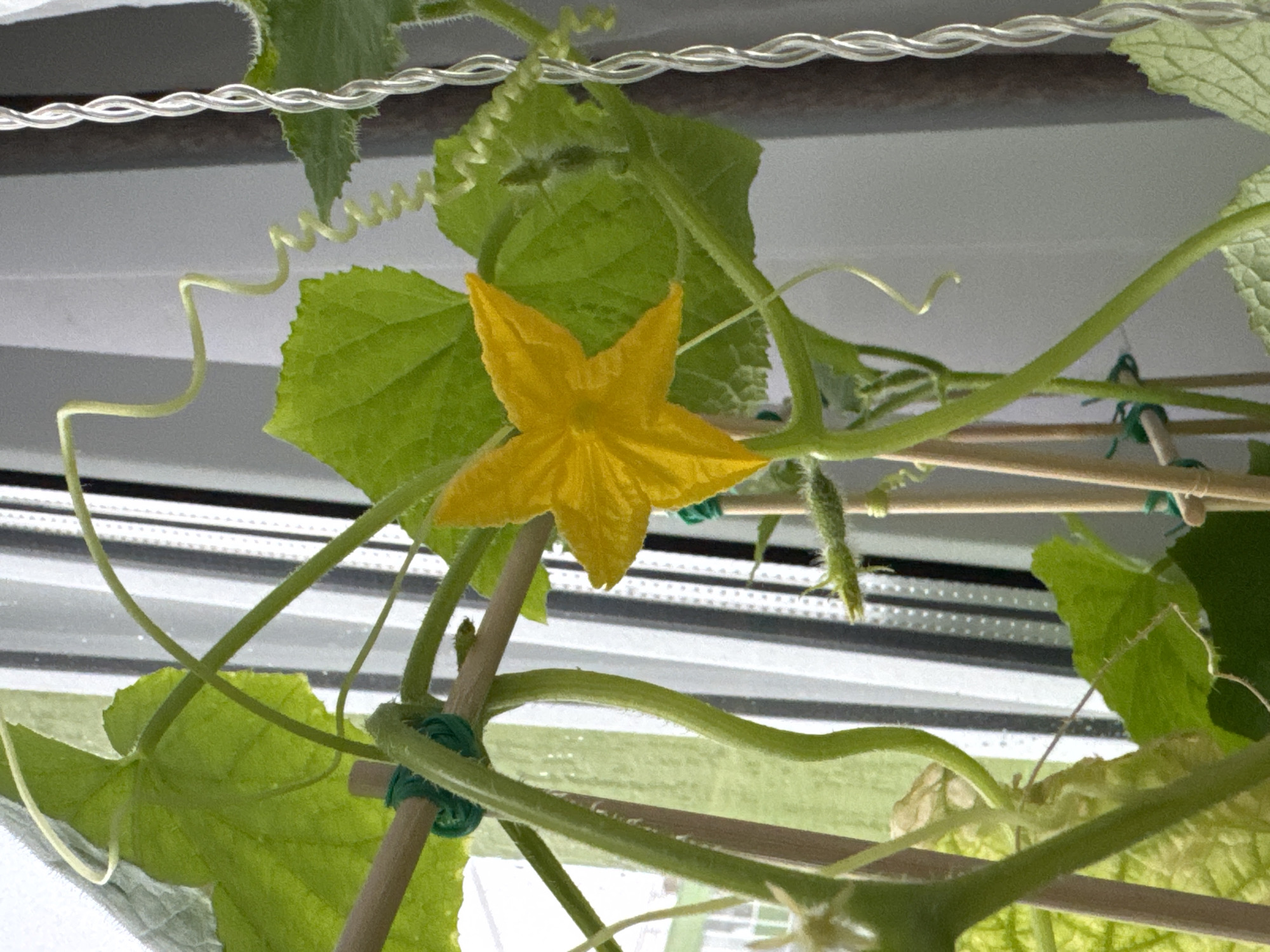 A close-up shows a cucumber plant growing indoors, possibly in Новинки, Russia. The plant features several green leaves, a vibrant yellow flower with five petals, and tendrils used for climbing. The plant is supported by wooden stakes secured with green twine. The background is blurred, revealing a window or light fixture with horizontal lines.