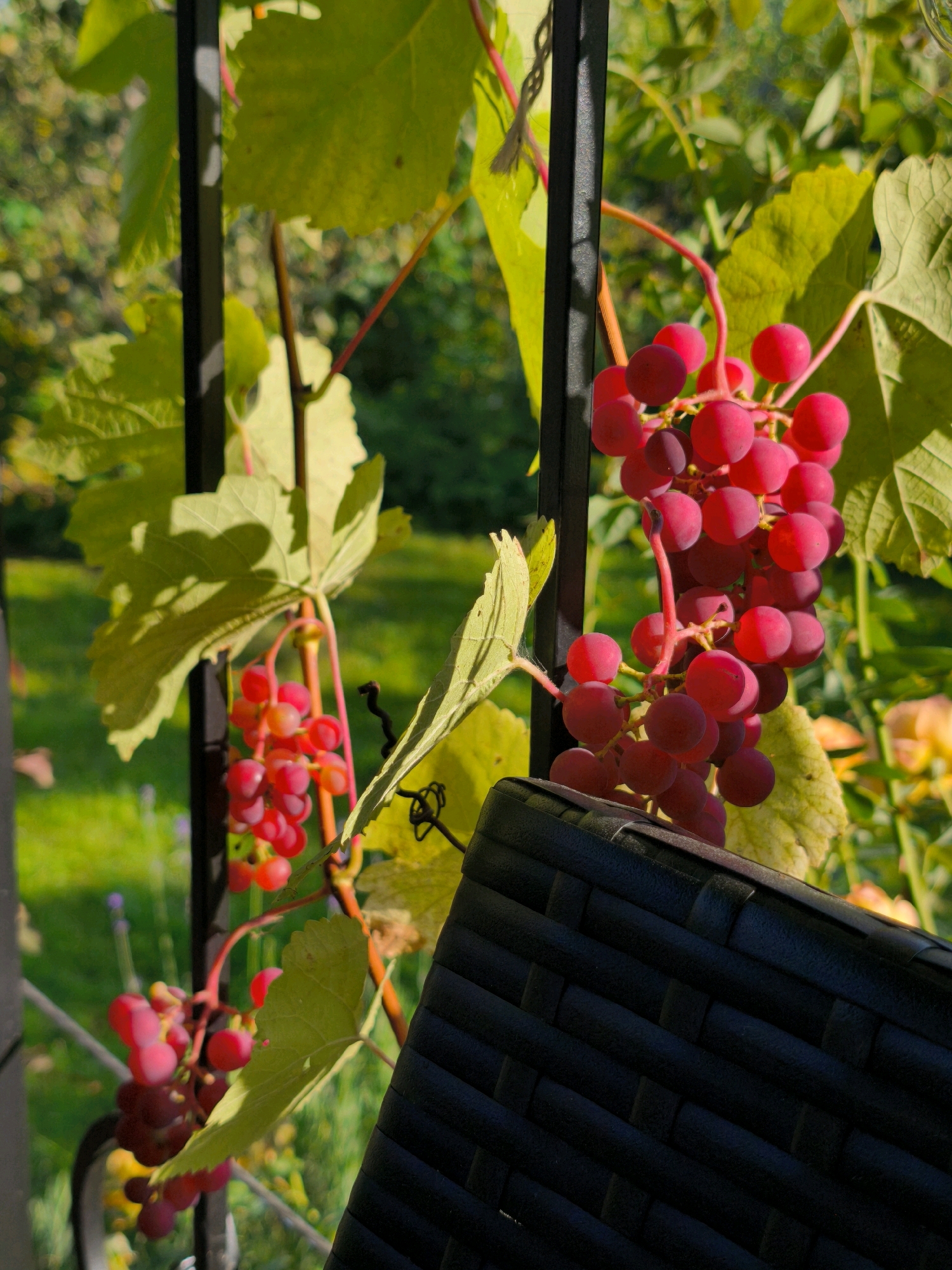 The image shows two clusters of ripe red grapes hanging from a vine, supported by a black metal trellis. The grapes are plump and round, with a slight sheen indicating ripeness. The leaves of the vine are a vibrant green, some catching the sunlight and casting shadows. In the foreground, a section of a black, woven-textured object, possibly a chair or basket, is visible. The background is a blur of green foliage and hints of other plants, suggesting an outdoor setting. The lighting indicates it is daytime, with strong sunlight creating distinct highlights and shadows. The location is specified as Vyshegorod, Russia, which is likely a historical or geographical context for the scene, implying it's a vineyard or garden in that area. There are no people or animals visible in the image.