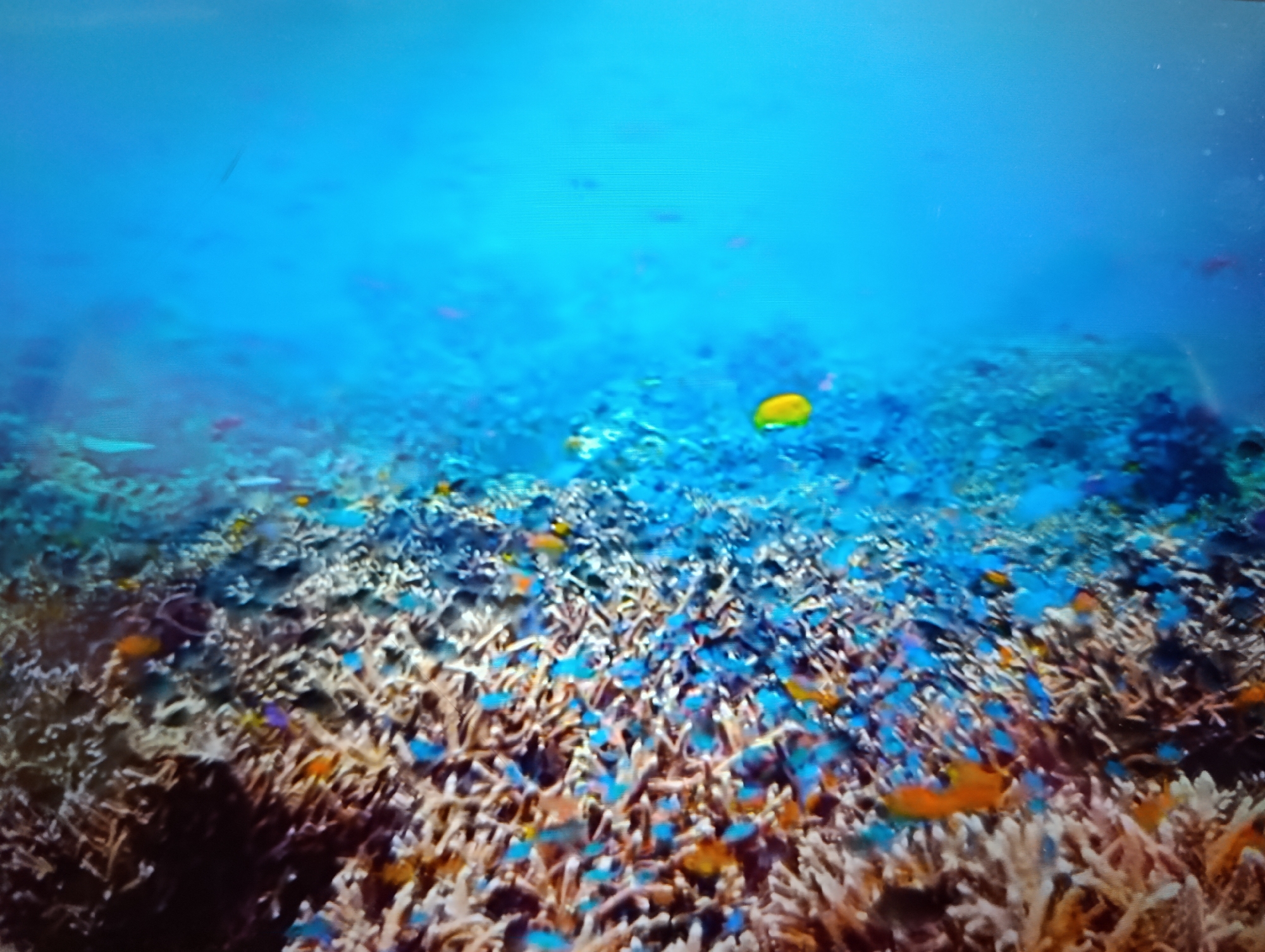 The image depicts an underwater scene of a coral reef teeming with small, colorful fish. The water is a vibrant blue, and the coral formations are intricate and varied in color, ranging from white to brown and purplish hues. Numerous small blue and orange fish are scattered throughout the coral. There is a single, larger yellow fish visible in the upper right portion of the image. The scene is illuminated by natural underwater light, creating a bright and clear environment. There is no indication of the city of Dubăsari town council, Moldova, in this image.