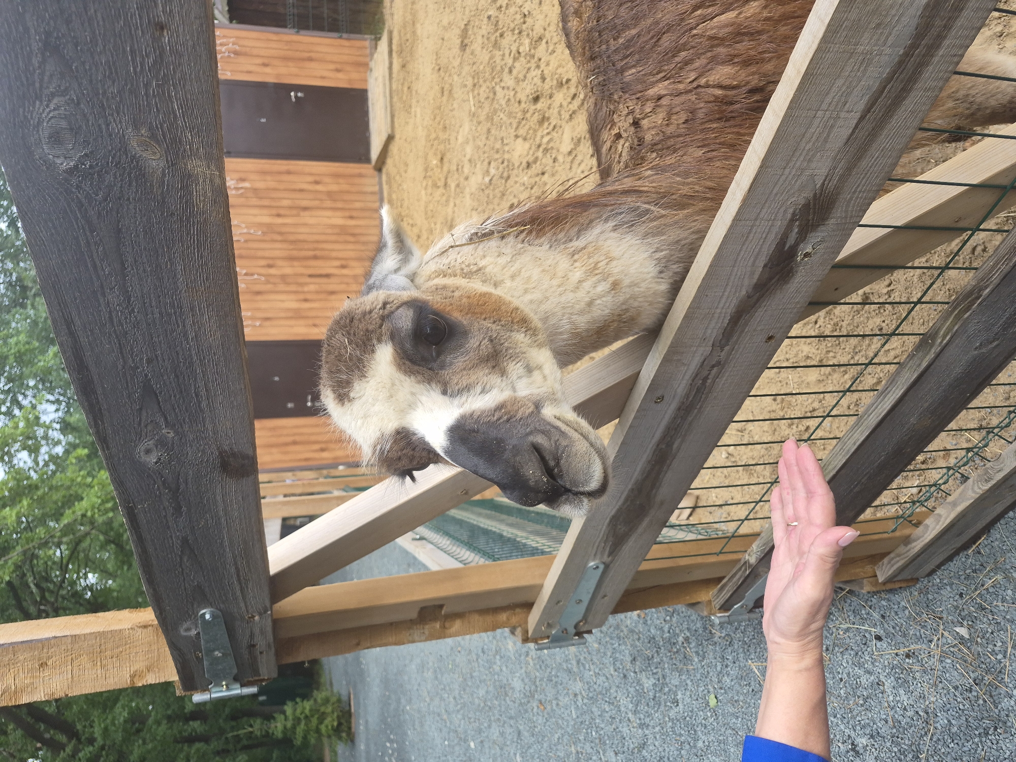 A lama with brown and white fur is shown in an enclosure, reaching its head over a wooden fence towards a person's open hand. The hand, with painted fingernails and wearing a blue sleeve, is holding what appears to be a small piece of food. The enclosure has a sandy ground and a wooden building in the background. The overall setting suggests a zoo or animal park. The image is taken from a medium close-up angle, focusing on the lama's head and the interaction with the hand.