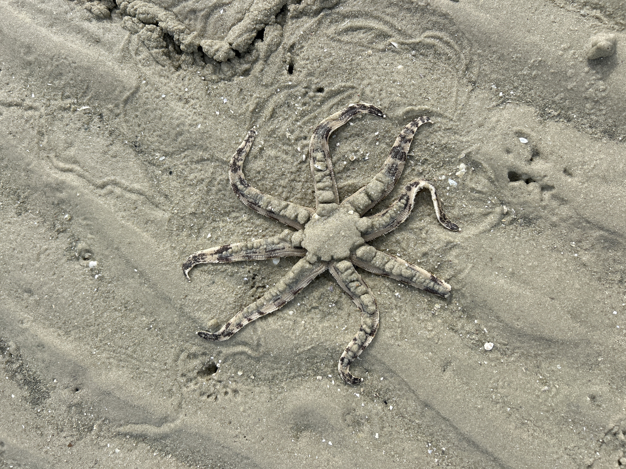 An eight-armed starfish lies on damp sand on the coast of Ko Yao, Thailand. The starfish is pale with dark grey or black markings along its arms, which are spread out. The sand is textured with ripples and small shells. In the upper right of the image, a pile of seaweed or debris is visible. There are several small holes in the sand, possibly from marine life. The lighting suggests it is daytime.