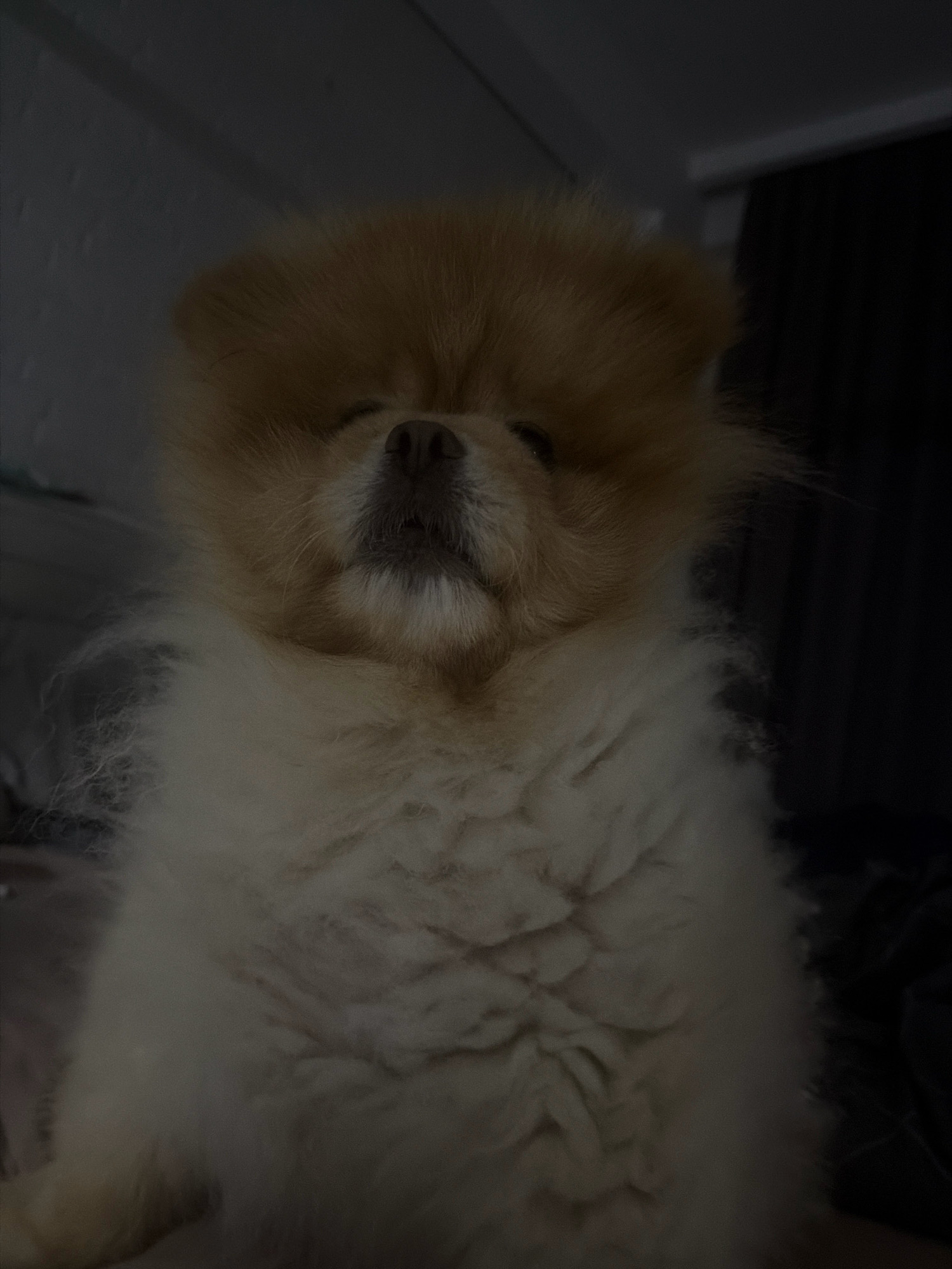 A close-up, low-light, portrait-oriented photograph shows a fluffy Pomeranian dog with tan and cream-colored fur. The dog is facing forward, with its eyes closed and its nose slightly raised. The dog's fur is thick and appears soft, with a lighter cream color on its chest and body, transitioning to a warmer tan on its head and ears. The background is dark and indistinct, with some textural elements suggesting a wall or fabric. The lighting is dim, casting shadows and obscuring fine details. There is no discernible information in the image that would indicate a specific location in Tbilisi, Georgia.