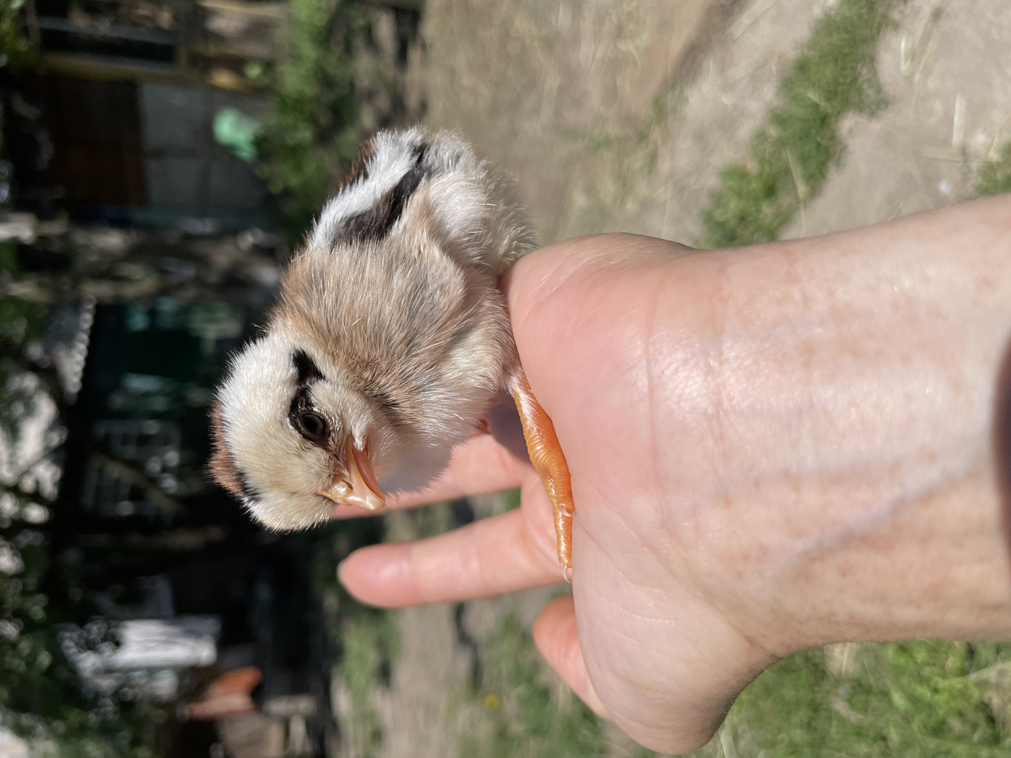 A very young chick, with fluffy tan and white down and black markings on its head and wings, rests on the palm of a person's hand. The chick's small orange foot is visible resting on the palm. The background is a blurred outdoor scene with green grass and what appear to be wooden structures. The lighting suggests a sunny day.