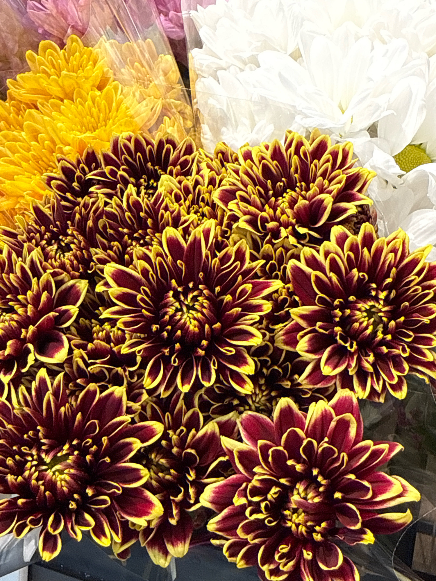 The image displays a close-up view of a bouquet of flowers, likely in a retail setting. The dominant flowers are chrysanthemums with a deep burgundy color and bright yellow tips. There are also yellow chrysanthemums and some out-of-focus white flowers in the background. The flowers are presented in plastic wrapping, common for floral arrangements sold in shops. No people are visible. The setting appears to be indoors, given the lighting and the way the flowers are arranged. The image does not contain any specific landmarks or visual cues that would allow for the determination of its location within Bad Lauterberg im Harz, Germany.