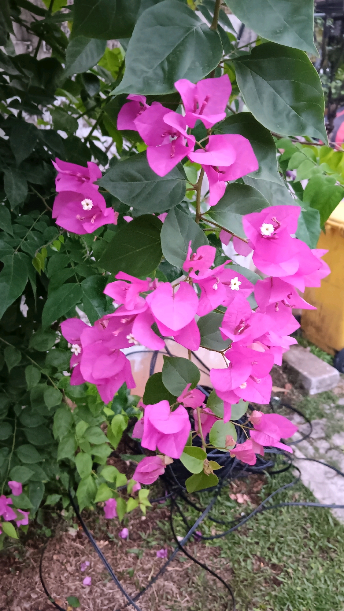 The image depicts a cluster of vibrant pink bougainvillea flowers in bloom, set against a backdrop of lush green leaves. The flowers are the primary subject, with their delicate petals and small white centers clearly visible. Some of the flowers are in focus, showcasing their intricate details, while others are slightly blurred, creating a sense of depth. The surrounding foliage is a mix of darker and lighter greens, providing a natural contrast to the bright pink blooms.
In the background, a portion of a yellow cylindrical object, possibly a bin or container, is visible on the right side of the frame. There are also some dark cables or ropes coiled on the ground, suggesting an outdoor setting, possibly a garden or a public space. The ground appears to be a mixture of dry grass, soil, and some small stones.
The image was taken in Depok, Indonesia. The overall impression is one of natural beauty and vibrant color, with the bougainvillea flowers stealing the show. The lighting suggests it might be daytime, with soft natural light illuminating the scene. There are no people or animals visible in the image.