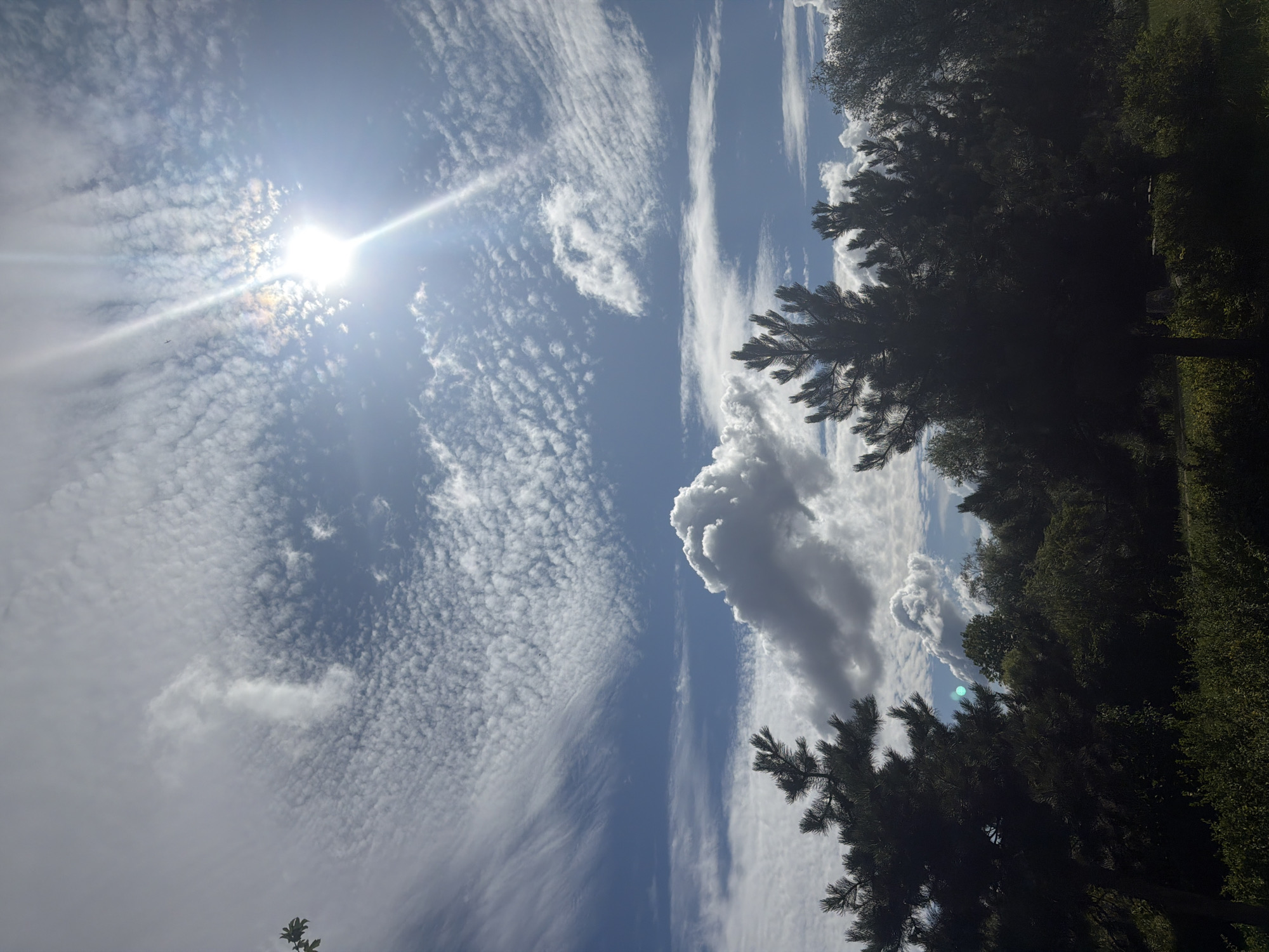 This vertical, eye-level, outdoor photograph captures a sunlit sky with a mixture of clouds over a dense tree line. The sun, positioned in the upper right quadrant, is bright and emits prominent rays, creating lens flare. The sky is a vibrant blue, punctuated by wispy cirrus clouds that form a textured pattern across the upper half of the frame, along with larger, puffier cumulus clouds lower down. Silhouetted against the sky are several evergreen trees, appearing dark and dense, with the tops of their branches visible. The foreground consists of a dark, shadowed area of dense foliage and undergrowth, suggesting a natural or park-like environment. The image is a general landscape shot with no discernible human presence or specific urban features. Based on the provided metadata, the location is identified as Jasne Błonia park in Szczecin, Poland.