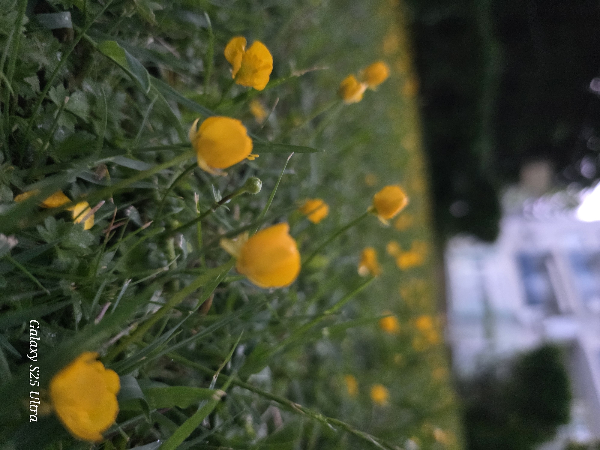 The image shows a ground-level view of a patch of green grass interspersed with numerous small, yellow buttercup flowers. The depth of field is shallow, with the flowers in the foreground appearing sharper than those in the distance. Some flowers are in full bloom, while others are still buds. Behind the flowers and grass, the image transitions into a blurred background, revealing a glimpse of a white building with visible windows and greenery, suggesting an urban landscape. The overall scene conveys a natural setting, likely in a park or garden. The text "Galaxy S25 Ultra" is visible in the corner of the image, indicating the device used to capture the photograph. The location is Sveti Vlas, Bulgaria.
