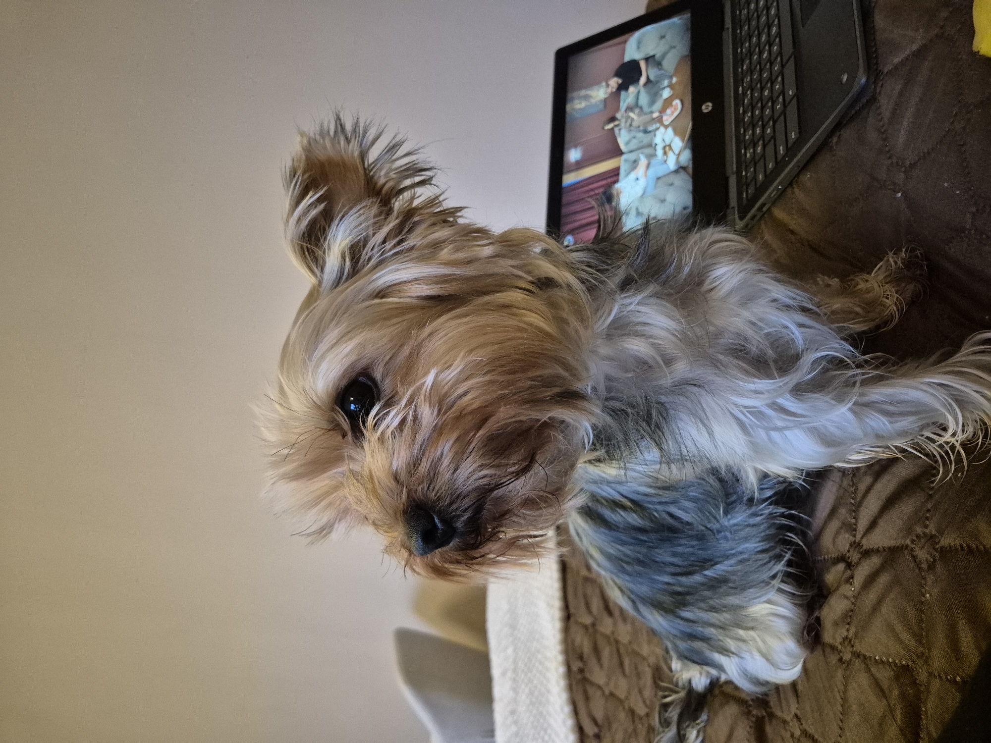 An indoor scene in Pavlikeni, Bulgaria, features a Yorkshire Terrier dog positioned on a quilted brown blanket or bedspread. The dog, exhibiting a mix of tan/brown and grey/black fur, sits upright, facing towards the left side of the frame with its head slightly turned, looking away from the viewer towards the upper left. Its right eye is visible and dark, and its ears are partially erect. To the right of the dog, an open dark-colored laptop, possibly an HP Chromebook, rests on the same brown surface. The laptop screen displays a static image or frame from a video, depicting three individuals (two females and one male) seated on light-colored sofas around a coffee table, against a background with red curtains. In the soft-focused background, a light-colored wall is visible, along with what appears to be a cream-colored pillow or cushion on another piece of furniture.