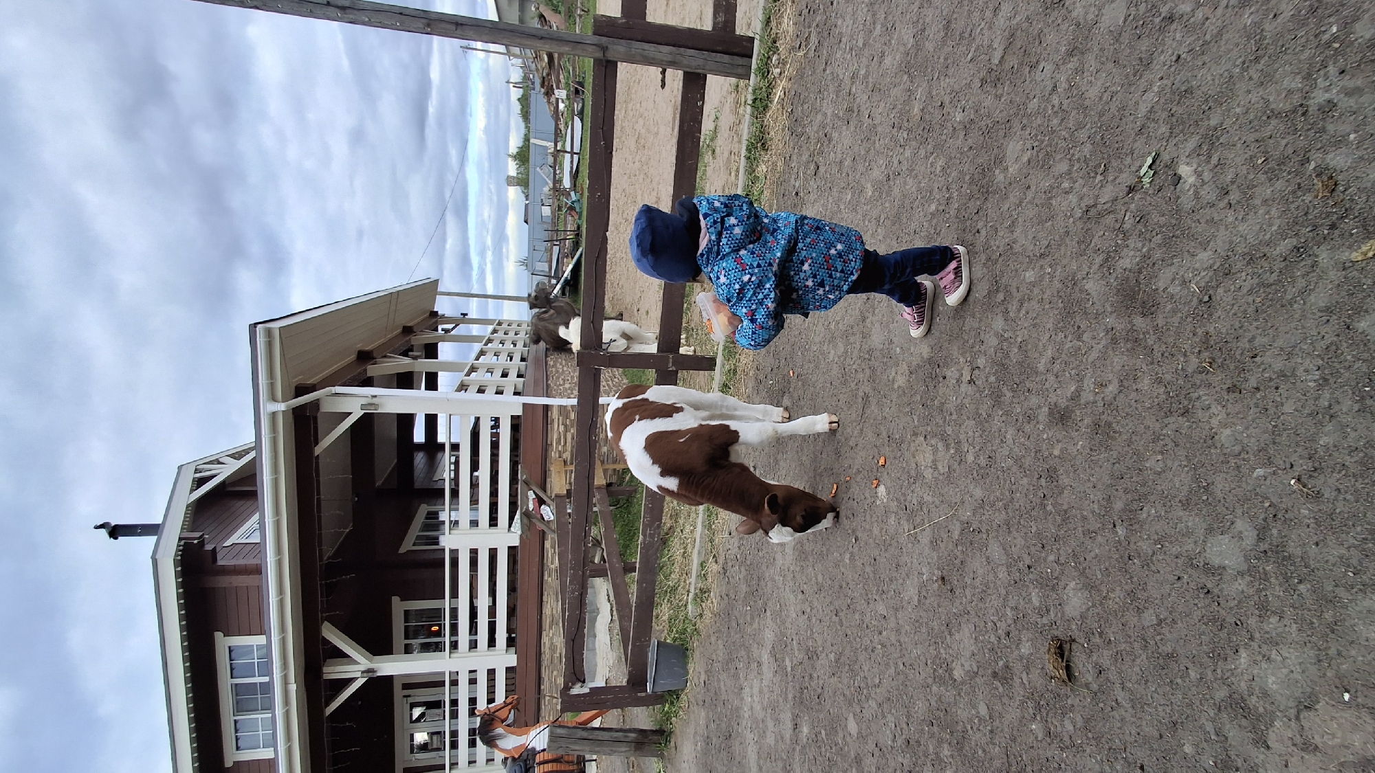 A child in a blue jacket and navy cap feeds a brown and white calf in an enclosure near a building. The scene is located in the city of Лукаши, Russia. The calf eats from the ground, while the child holds a container possibly filled with feed. Behind the calf is a fence and a white building with brown accents. The ground is bare and dusty. A second animal, possibly a goat, is visible behind the fence.
