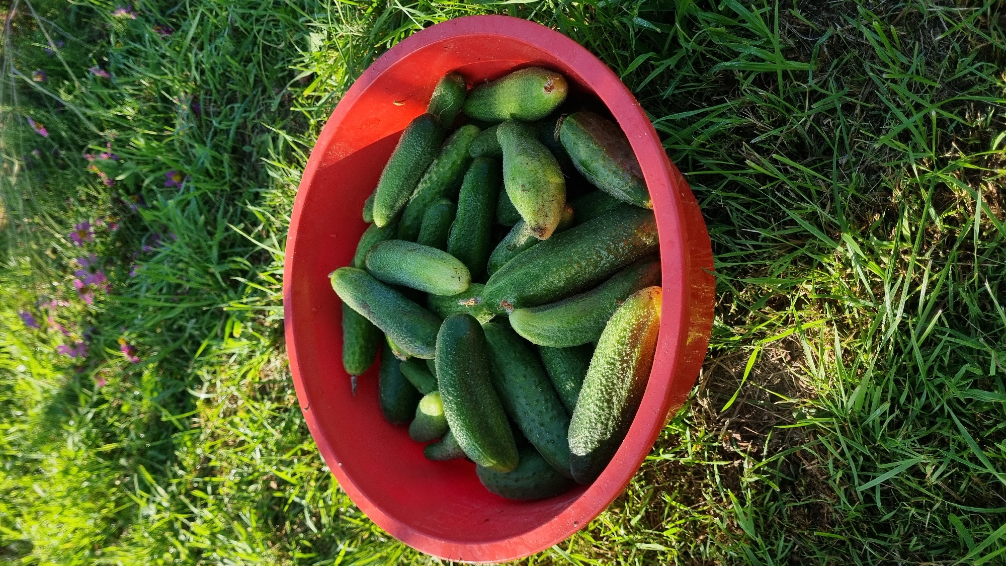 A red plastic bowl filled with freshly picked cucumbers rests on a patch of green grass. The bowl is overflowing with cucumbers of various sizes, most of them appearing to be pickling cucumbers due to their bumpy skin and relatively small size. Sunlight casts shadows on the grass, suggesting it is daytime. The background shows more grass and some out-of-focus purple flowers. There are no people or animals visible in the image. The scene appears to be outdoors, likely in a garden or yard. The location is identified as Vysokoe, Russia.