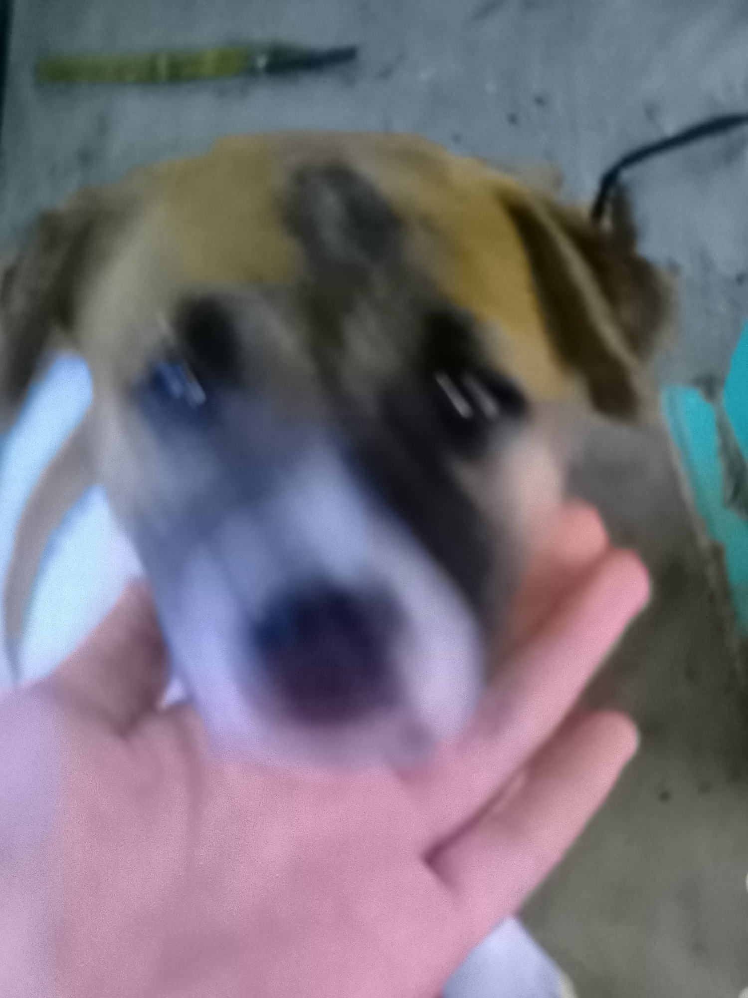 A close-up, slightly blurry, over-the-shoulder view shows a person's hand gently resting on the face of a dog. The dog, with brown and tan markings and a white muzzle, appears to be looking directly at the camera. The background is indistinct, but suggests an outdoor or loosely enclosed space, possibly with a concrete or dirt ground. A thin, dark object, possibly a pen or stick, is visible out of focus in the upper left corner of the image. The scene appears to be set in Banjarejo, Indonesia.