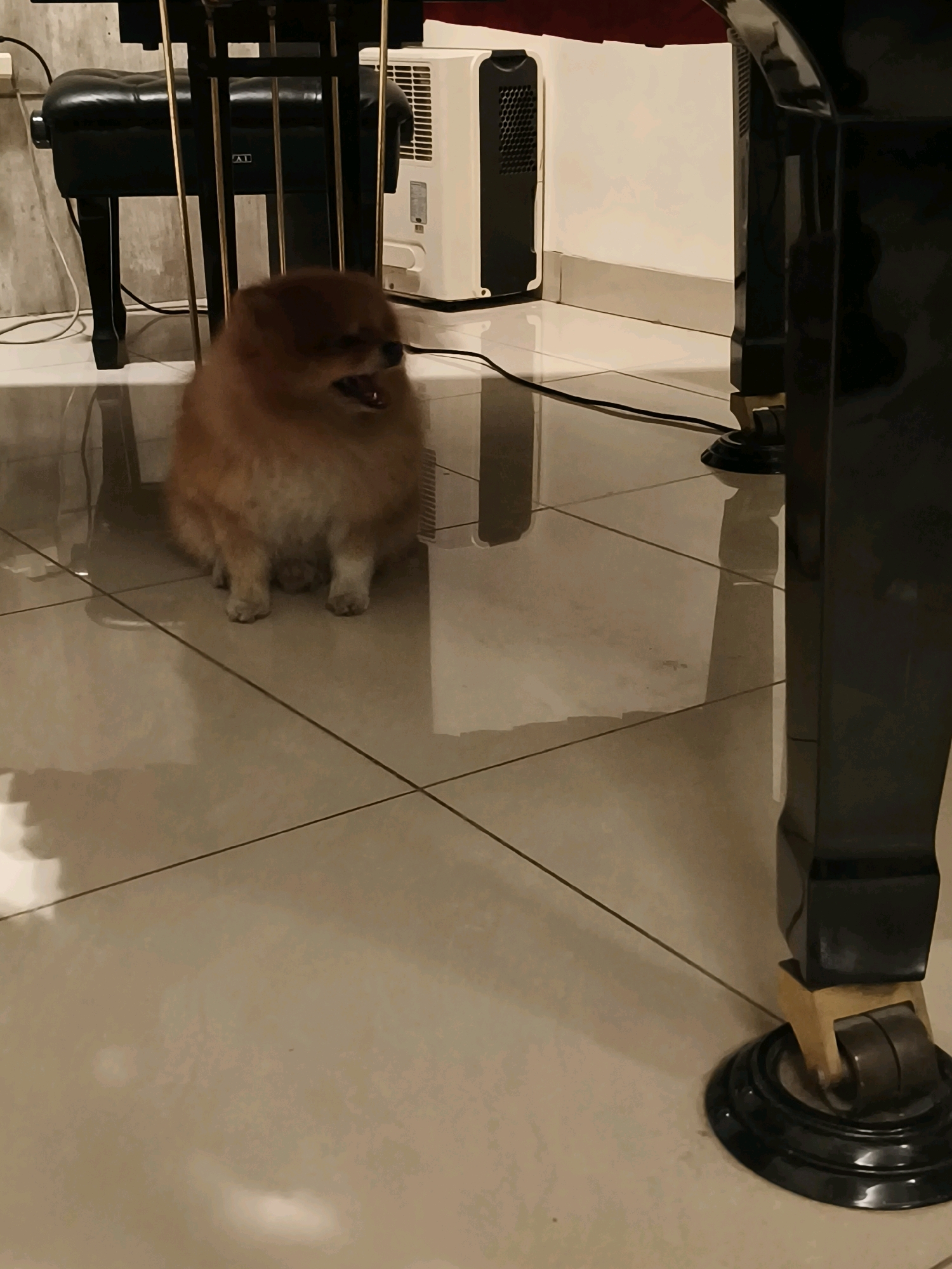 A fluffy, tan Pomeranian dog is sitting on a beige tiled floor. The dog is looking to the left with its mouth slightly open. Behind the dog, a black piano bench with gold accents is visible. To the right of the bench, a white and gray air conditioning unit is positioned against a wall. The floor is glossy and reflects the objects in the room. The background is a blurred interior space. The scene appears to be indoors, possibly in a residential or public building, and no specific location within Bandung City, Indonesia can be determined from the visual information.