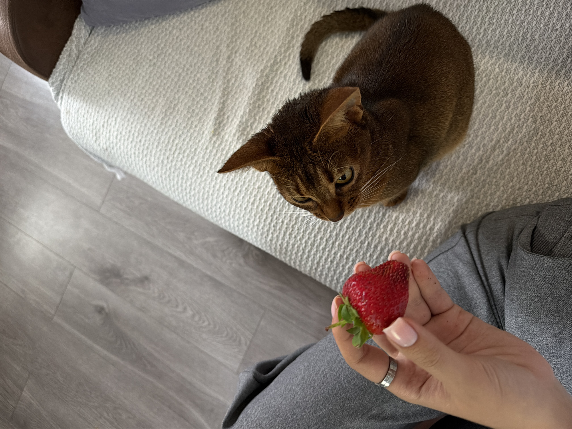 A high-angle shot depicts a brown Abyssinian cat gazing intently at a strawberry held in a person's hand. The person is wearing grey sweatpants and a silver ring, with manicured nails. The cat is standing on a light-colored, textured couch. The flooring appears to be grey wood-look laminate. The location is Kazan, Russia.