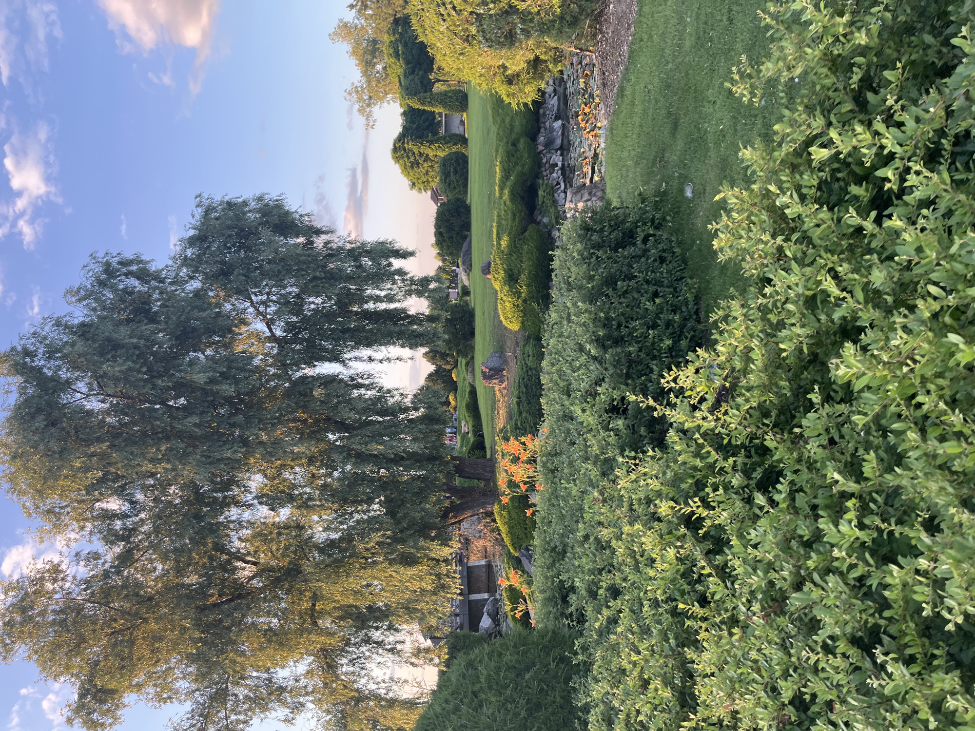 An outdoor scene captures a lush park with a large weeping willow tree in the foreground, its branches hanging low over manicured bushes and a small pond. The pond features water lilies and is surrounded by rocks and more greenery. Orange lilies are blooming near the pond. The park is bathed in the warm light of the late afternoon sun, casting long shadows. In the background, there are more trees, rolling green hills, and some buildings partially visible. The sky is a clear blue with a few wispy clouds. The location is the park area near the Dnipro river in Dnipro, Ukraine.
