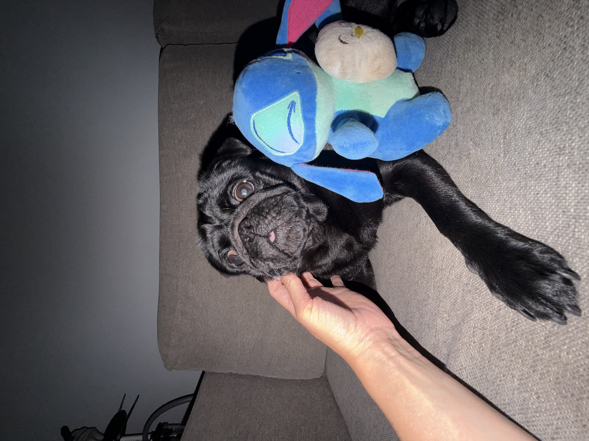 A black pug is lying on a gray couch, with its head resting on a blue and green stuffed toy. A person's hand is gently touching the pug's face. The pug has large, expressive eyes and its mouth is slightly open, showing a pink tongue. The stuffed toy appears to be a cartoon character, with a light-colored face and blue ears and body. The scene is dimly lit, suggesting it might be evening or nighttime. The couch appears to be made of fabric and has a textured surface. The background is a dark, out-of-focus wall. There is no visible text in the image. The overall mood is one of comfort and affection.