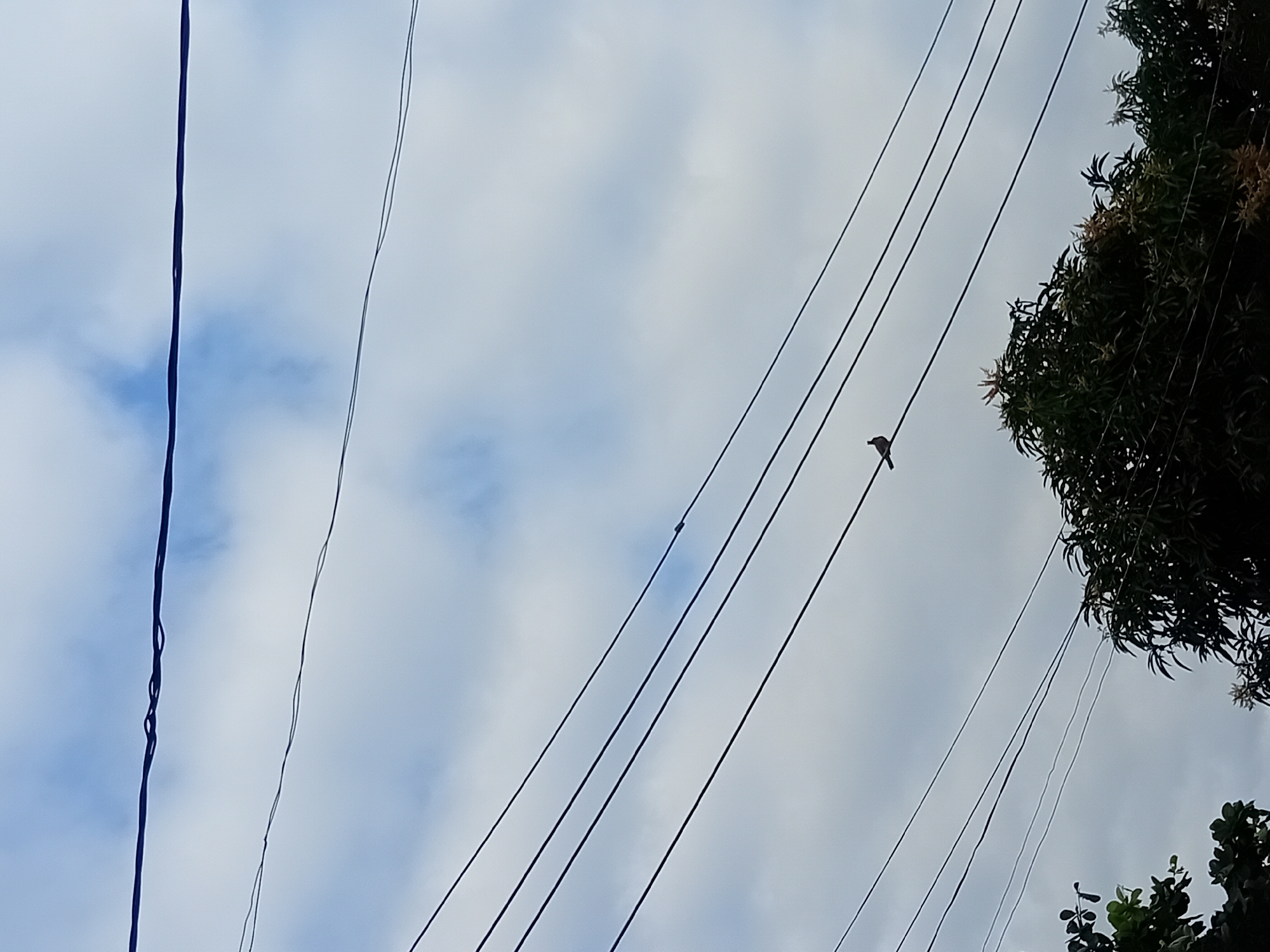 A bird is perched on a wire in the city of Unknown, Unknown. The bird is small and brown with a darker head. It is facing to the left. The bird is on a black wire that is part of a series of wires that are stretched across the frame. The wires are against a background of a cloudy sky. There are trees at the bottom of the frame.