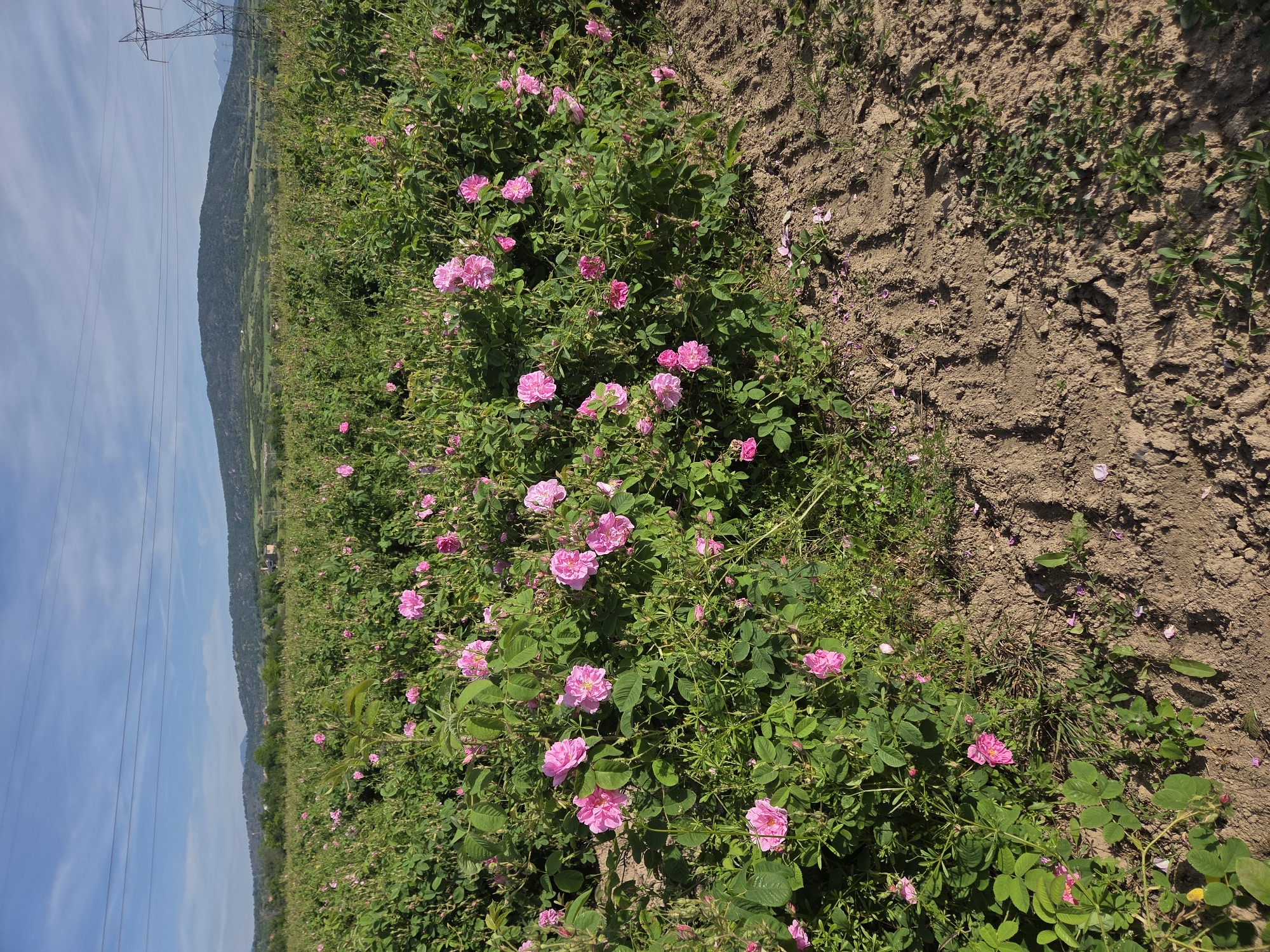 The image shows a field of pink roses in bloom, likely in an agricultural setting. The roses are planted in rows, with bare earth visible between them. A mountain range is visible in the background, under a blue sky with power lines running along the left side.
Given the prompt's request, it is possible this is a field of rose damascena near Ivan Vazovo, Bulgaria, a region known for rose cultivation.