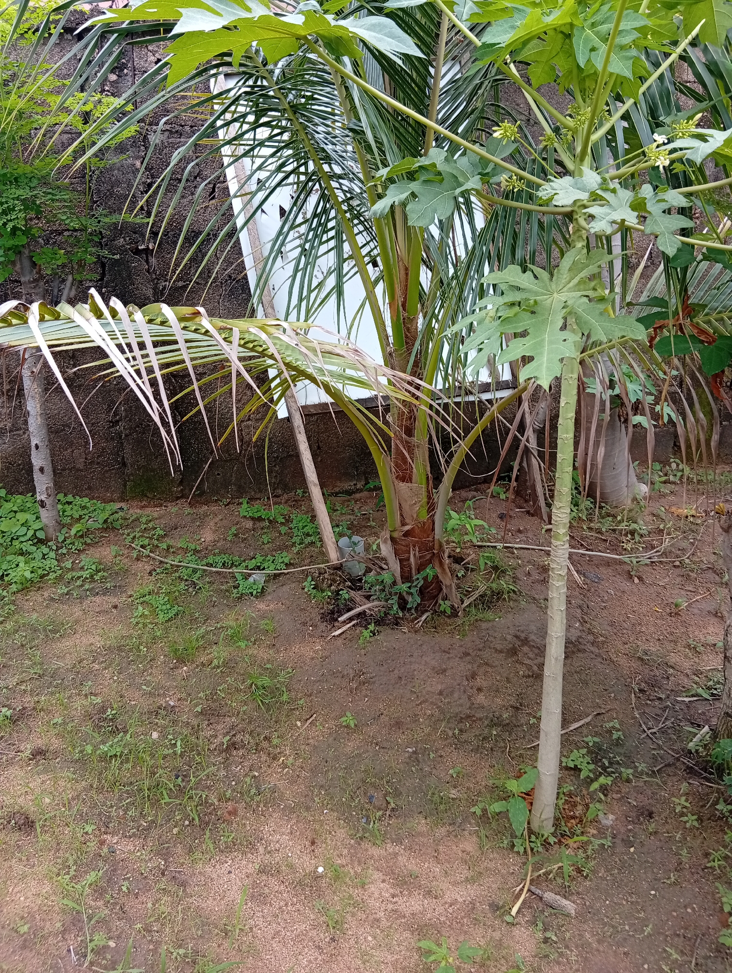 The image shows a close-up view of a small papaya tree and a coconut palm tree in what appears to be a garden or backyard. The papaya tree is in the foreground, with its characteristic large, lobed leaves and a slender, light green trunk. Small white flowers are visible on the papaya tree, indicating it is in bloom. To the left and behind the papaya tree is a coconut palm, with its fronds arching over. The fronds of the coconut palm appear somewhat dry and pale, especially at the tips.
The ground is covered with a mix of dry, sandy soil and patches of green grass and small plants. In the background, there is a textured, dark-colored wall, possibly made of concrete or stone, with some cracks and irregularities. A small section of white material, possibly a building wall or a structure, is visible behind the palm tree. There are also some wooden stakes supporting the plants and debris scattered on the ground.
The lighting suggests it is daytime, and the scene appears to be outdoors. The overall impression is one of a tropical or sub-tropical environment, consistent with the location context of Jalingo, Nigeria. No people or animals are visible in the image, and there is no visible text. The focus is on the vegetation and the natural setting.