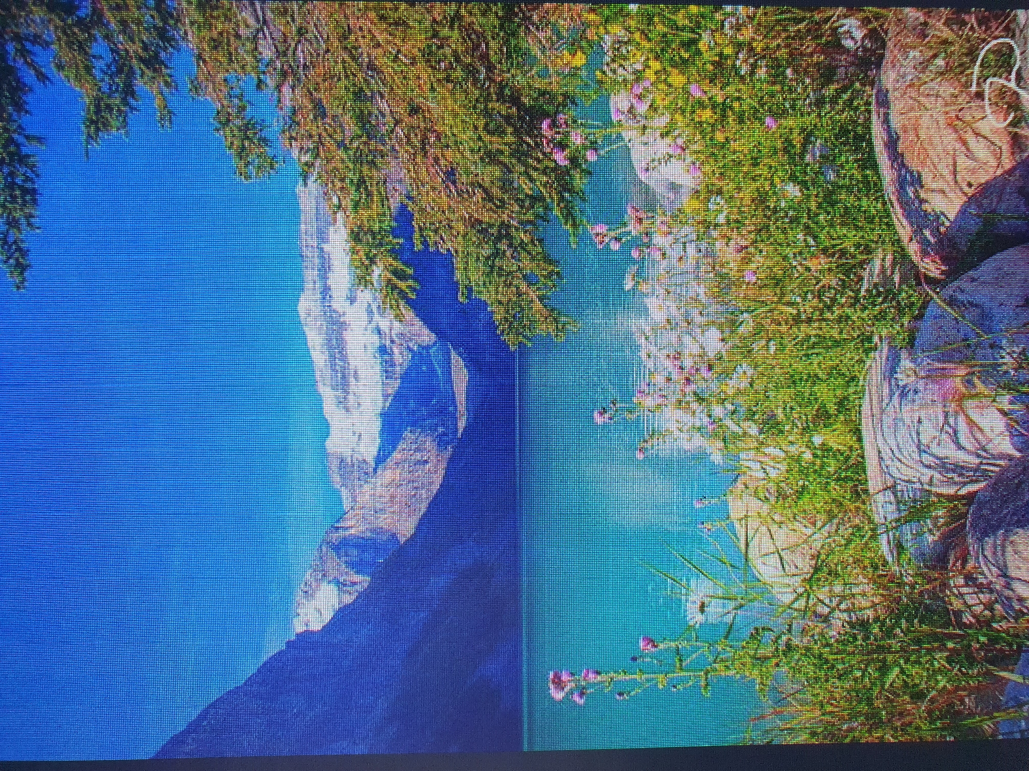The image depicts a serene natural landscape. In the foreground, there are large, weathered rocks partially covered by lush green grass and scattered with small pink and white wildflowers. Beyond the rocks, a vibrant turquoise lake stretches into the distance. The lake is framed by majestic, snow-capped mountains that rise steeply on either side, their peaks reaching towards a clear, bright blue sky. On the right side of the frame, a large evergreen tree with deep green foliage juts into the scene, its branches reaching towards the sky. The overall impression is one of a picturesque mountain lake scene, likely from a national park or a similar natural setting. There is no indication that this location is in Tashkent, Uzbekistan.