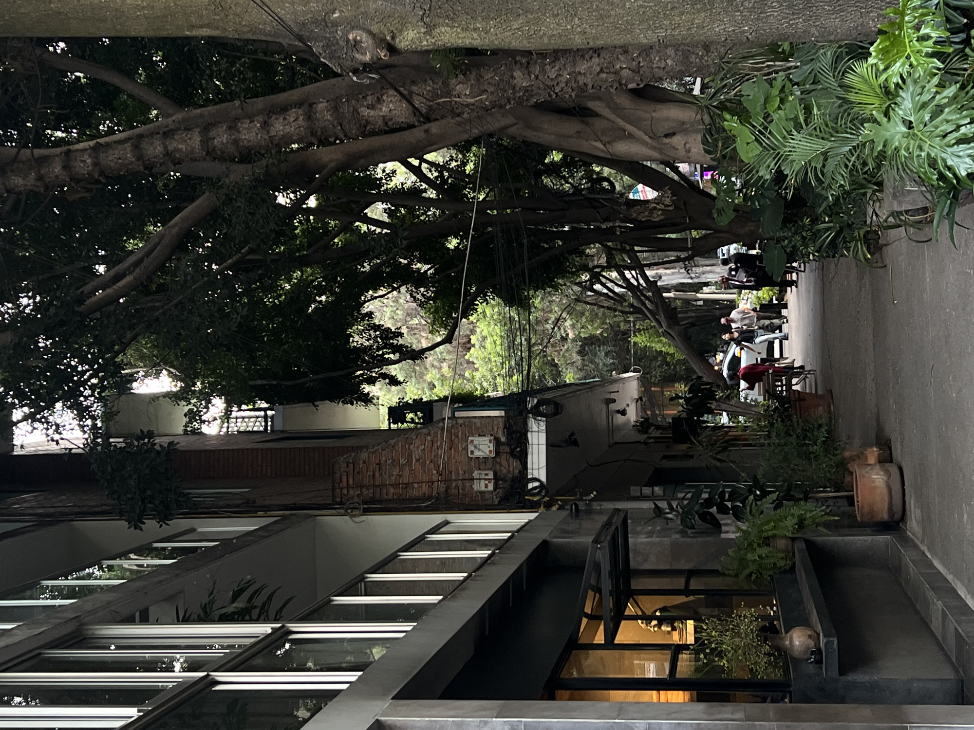 This is an exterior shot in Mexico City, Mexico, showing a pedestrian walkway lined with mature trees. The trees form a canopy over the walkway, shading people seated at outdoor tables. A modern building with a multi-paned glass roof is visible on the left.