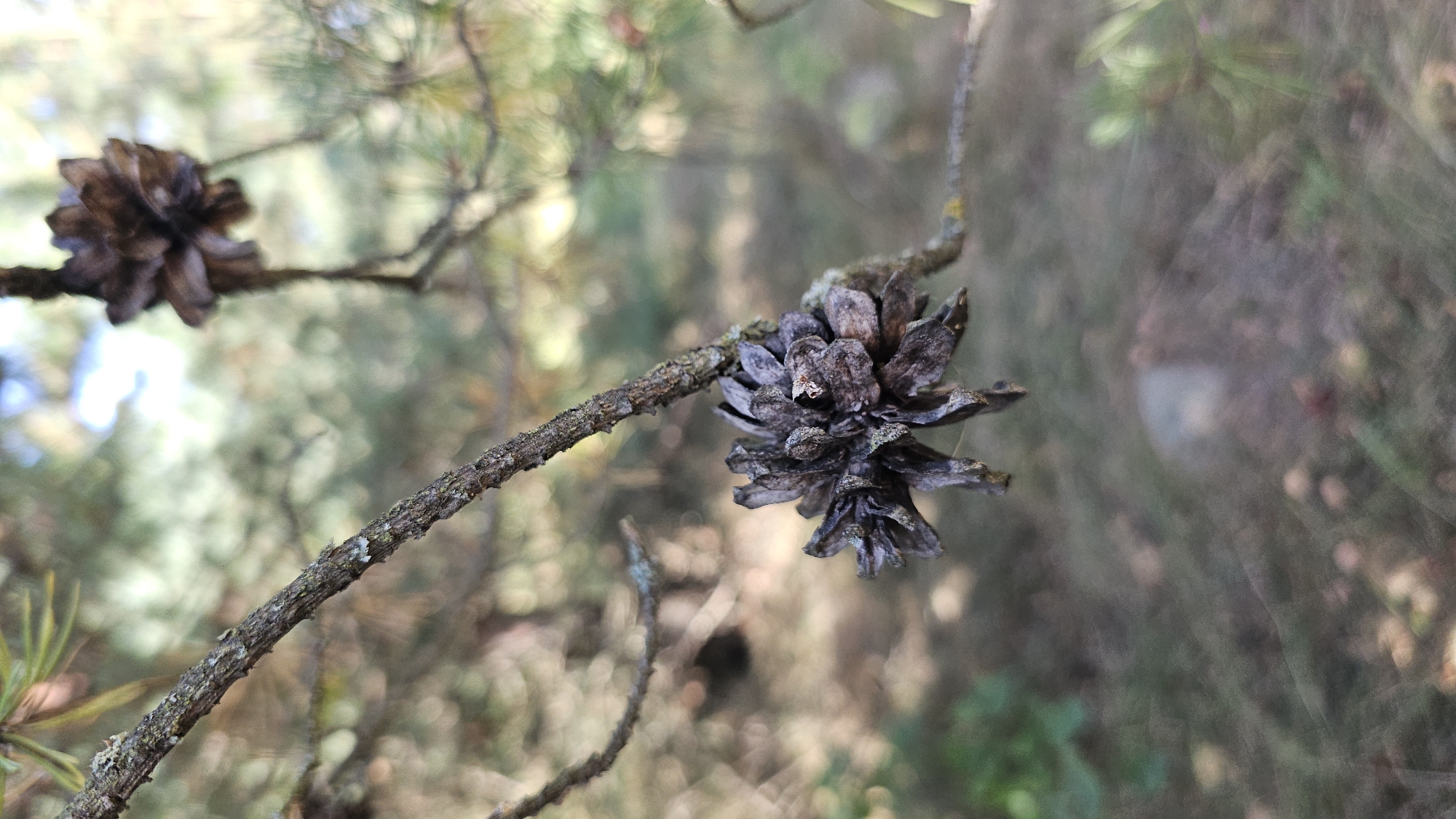 An aged, desiccated pinecone hangs from a thin, rough-barked branch. The pinecone is dark brown and appears dried and brittle, with its scales slightly splayed outwards. It is positioned on the right side of the frame, attached to a branch that extends diagonally across the image from the upper left to the lower right. The branch itself is thin and appears weathered. The background is softly blurred, revealing green pine needles and muted brown and tan tones suggestive of a forest floor or other foliage. The lighting suggests it is daytime, with dappled sunlight filtering through. The overall scene is natural and outdoors, likely in a wooded area.