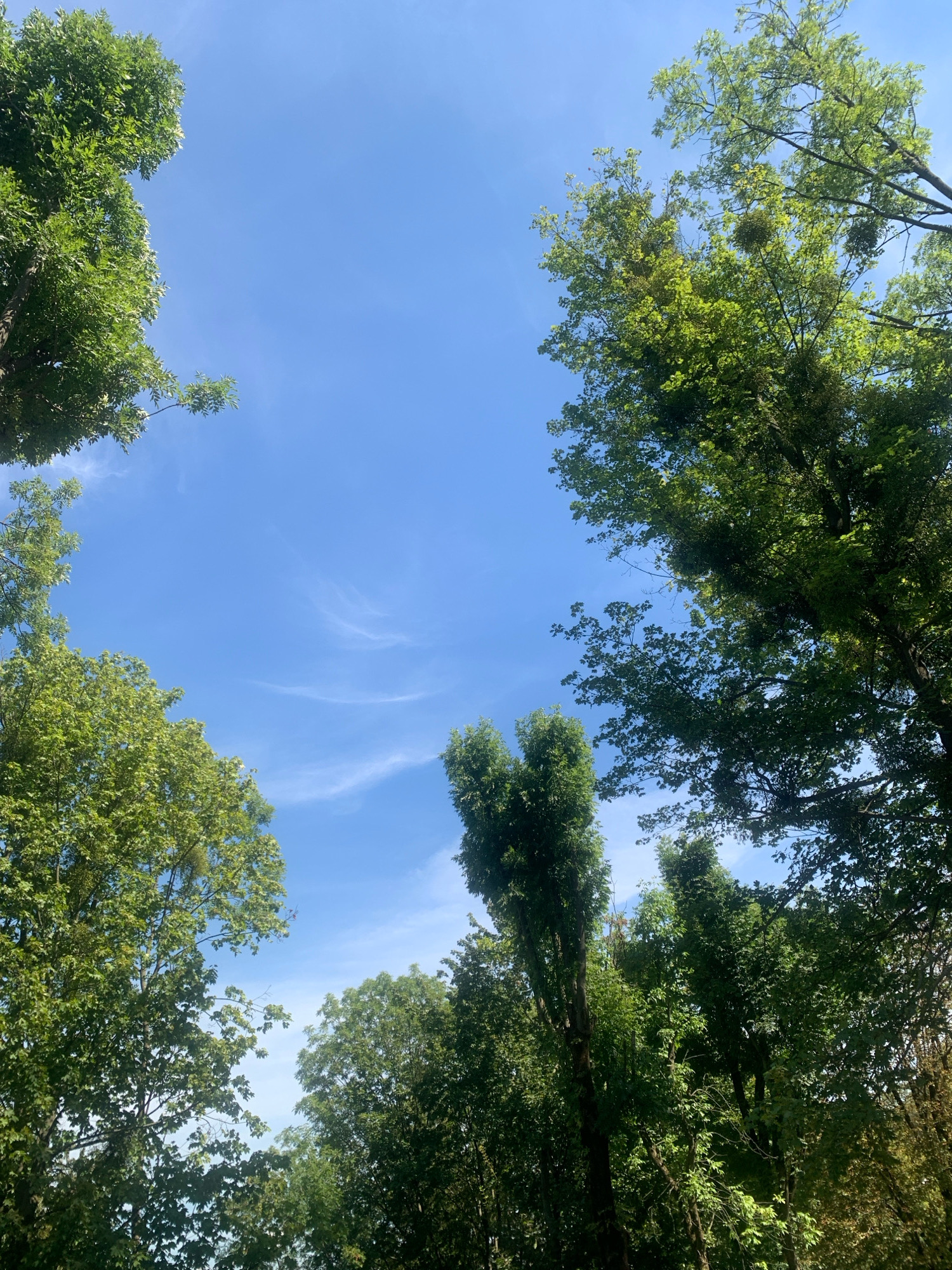 The image shows a view looking up through the canopy of trees towards a clear blue sky with wispy white clouds. The trees are lush and green, with sunlight filtering through the leaves. The perspective suggests the viewer is standing at ground level within a wooded area. The scene is consistent with a park or natural setting within the city of Lviv, Ukraine, likely during the daytime in fair weather. There are no people or specific man-made objects visible in this particular framing, focusing solely on the interplay of foliage and sky.