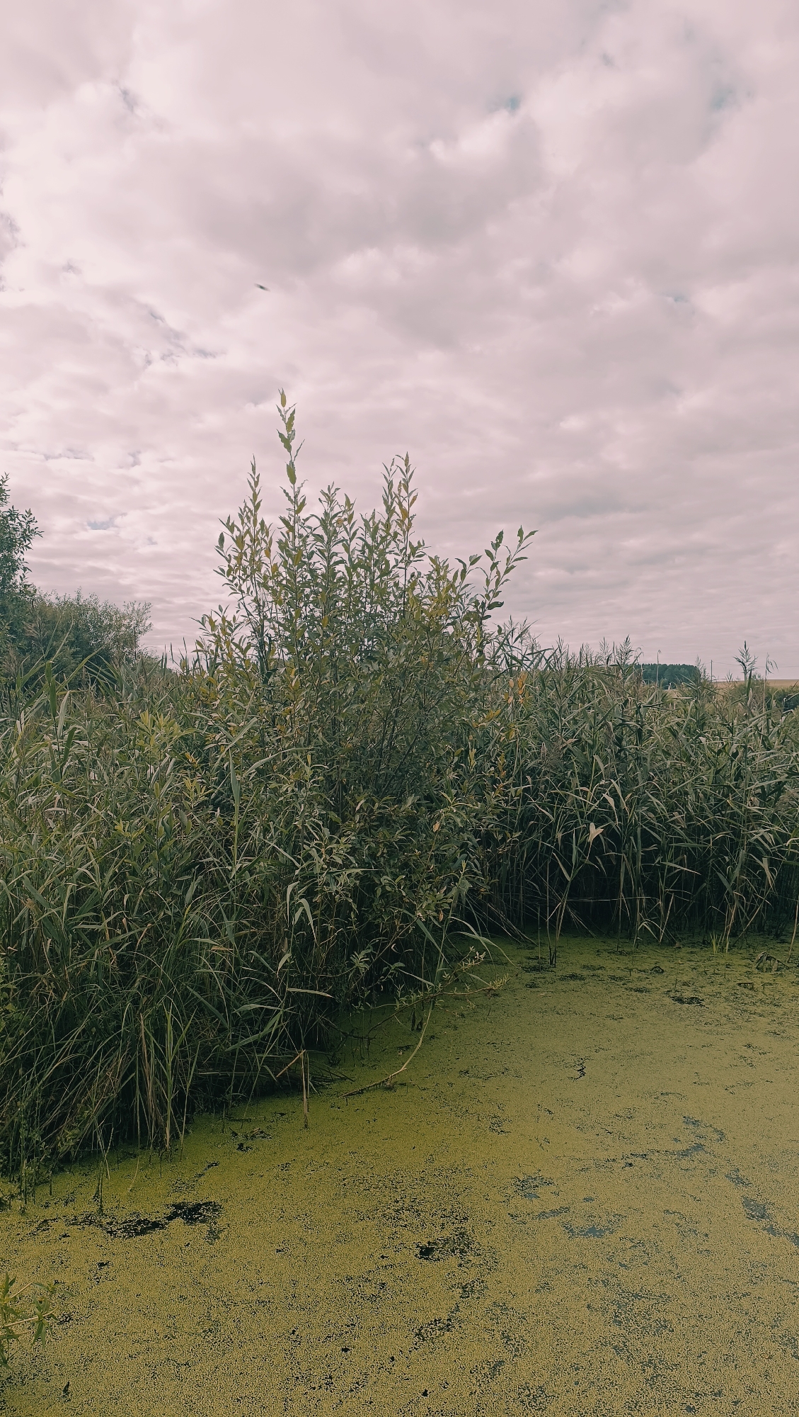 The image depicts a natural wetland area. In the foreground, a body of water is covered with a thick layer of green algae. Tall reeds and other aquatic vegetation line the edges of the water. A cluster of leafy trees stands in the middle ground, with more reeds and foliage stretching into the background. The sky is overcast with soft, diffused light. There are no people or man-made structures visible in the scene. The location in Karsha, Russia, is not identifiable from the visual information in the image.