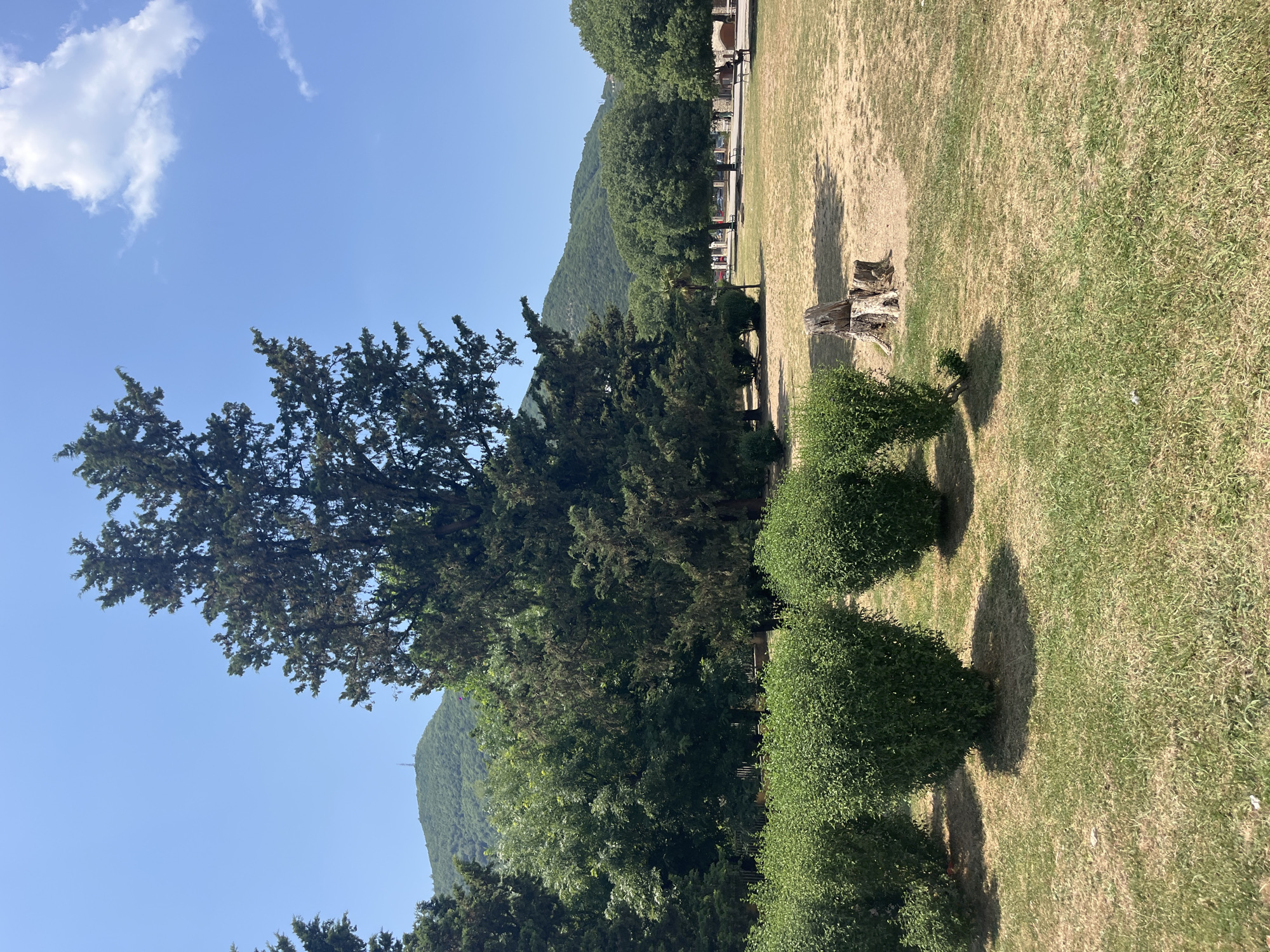 This is an eye-level, full outdoor shot of a park on a clear, sunny day. In the foreground, there are several neatly trimmed, rounded green bushes. To the right of the bushes, there are three tree stumps. The ground in the mid-ground is a mixture of dry, yellowed grass and some patches of green. Beyond the grass, there are more trees with lush green foliage, and in the distance, there are rolling green hills covered in trees, with a telecommunications tower visible on the highest peak. The sky is a bright, clear blue with a few wispy white clouds. In the far distance, beyond the trees, there appears to be a street with parked cars and some low buildings.