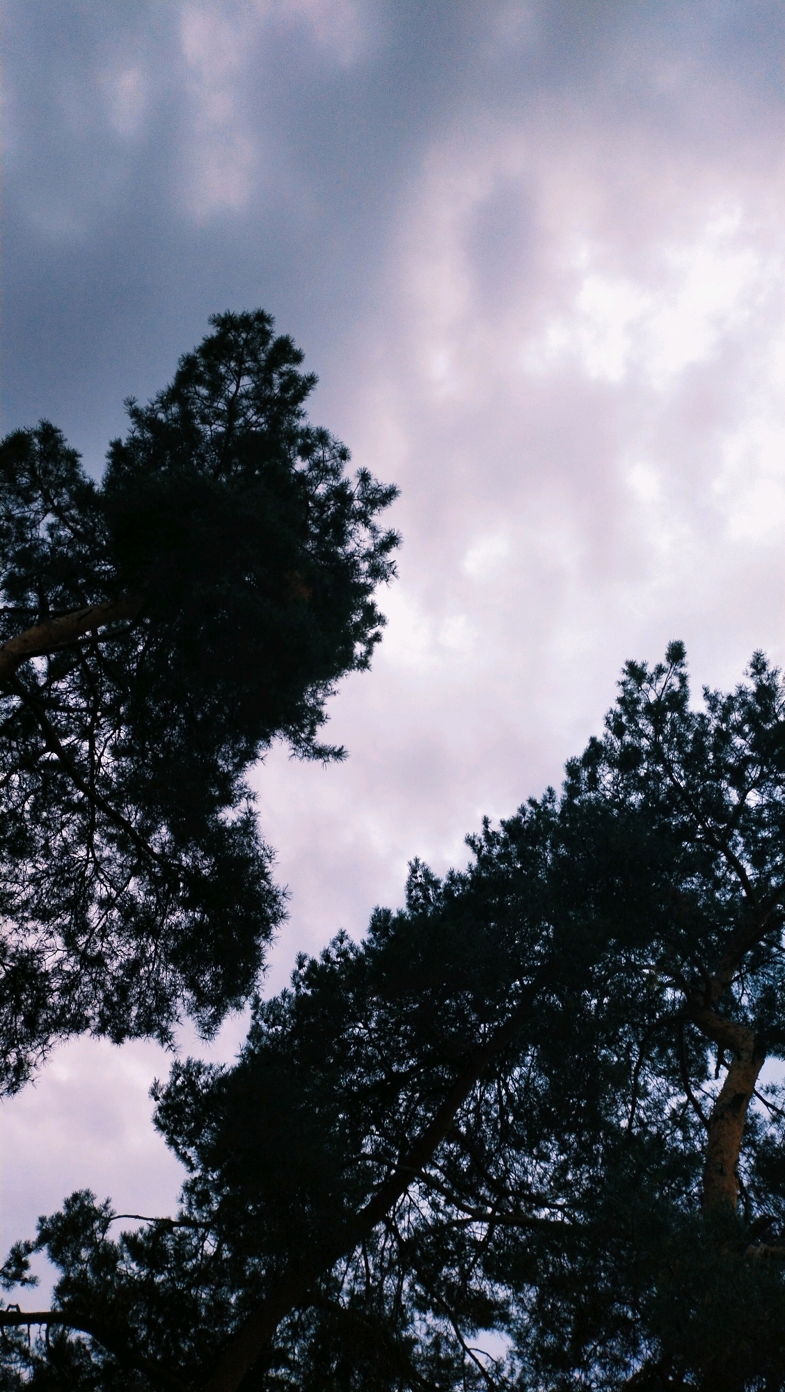 The image captures a low-angle view looking up at the sky through the branches of tall pine trees. The sky is filled with a mix of dark and light clouds, suggesting either dusk or an overcast day. The foliage of the trees is dark green and casts shadows against the sky. The composition is dominated by the silhouettes of the trees against the cloudy backdrop. There are no people or identifiable man-made structures visible in this image. The scene appears to be a natural setting, possibly a park or a forest on the outskirts of a city. Without further context, it is not possible to confirm the specific location within Horishni Plavni, Ukraine, although the presence of pine trees is consistent with forested areas.