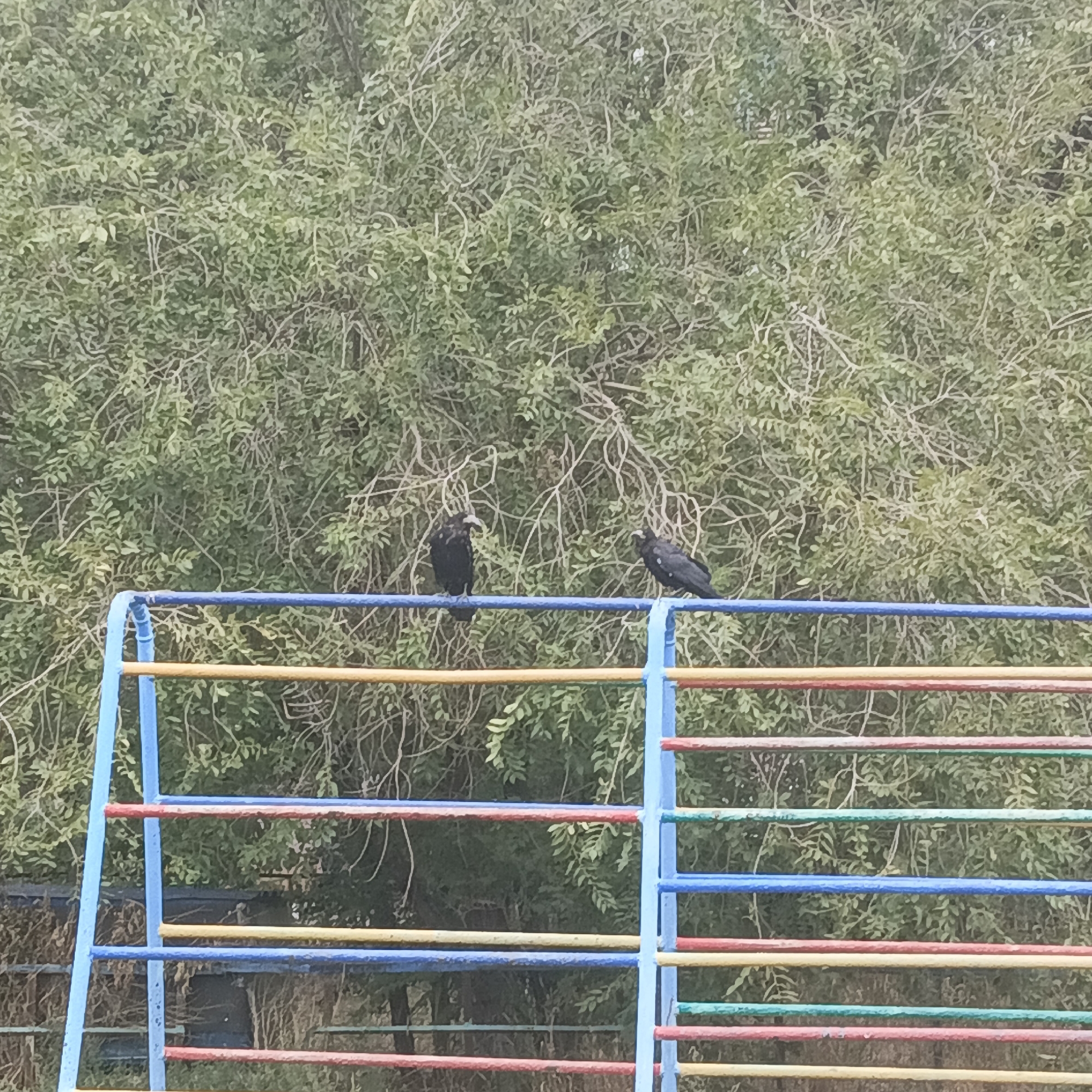 Two black birds are perched on a blue bar of a multi-colored playground structure, which has yellow, red, and green bars. The birds are facing each other, with the bird on the left looking towards the right and the bird on the right looking towards the left. The background is filled with dense green foliage. The scene is captured in the city administration area of Qarağandı, Kazakhstan.