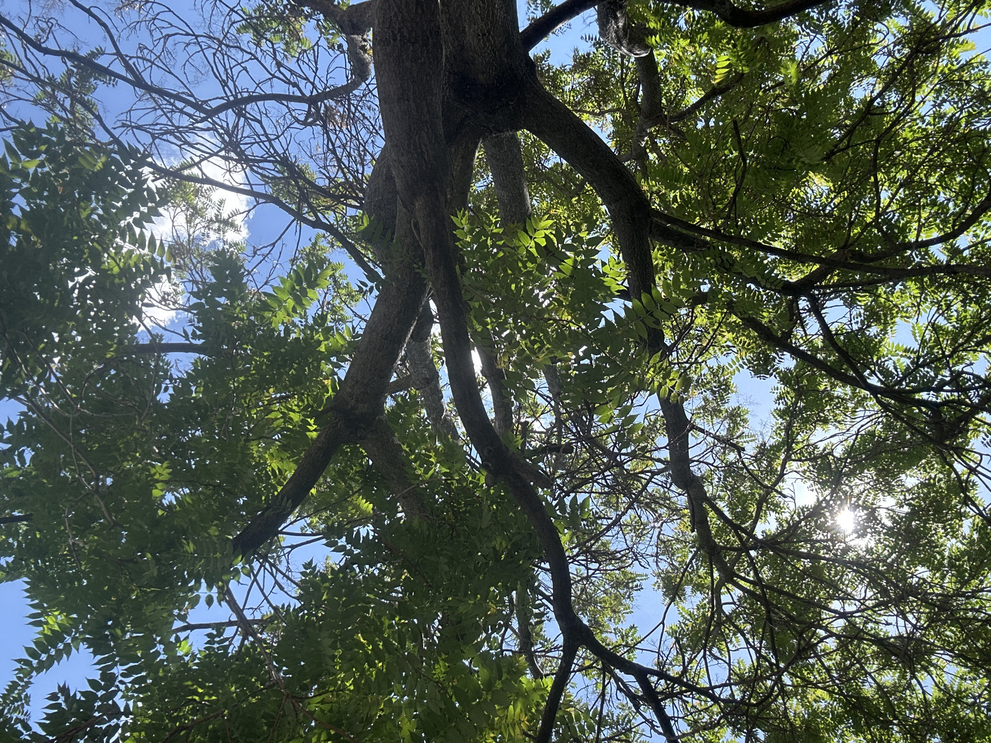 View looking upward into a tree canopy with green leaves against a clear blue sky. The tree branches are twisting and gnarled. The location is in Sofia, Bulgaria.
