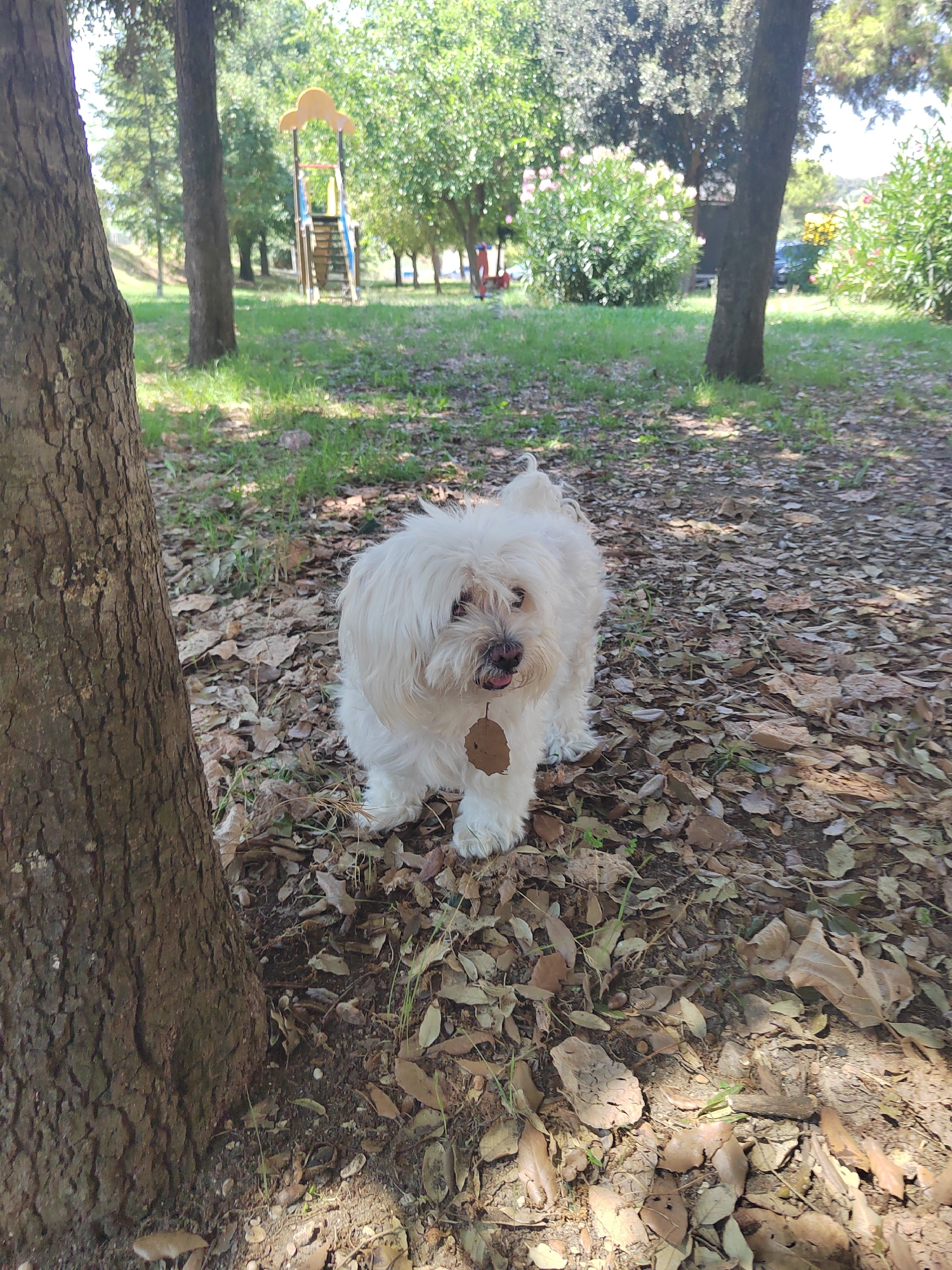 A small, white, shaggy dog with a leaf stuck to its chest stands on a ground covered with fallen leaves in a park. The dog is facing the camera, with its tongue slightly sticking out. Behind the dog, a playground with a yellow, cloud-shaped structure and blue railings is visible, along with trees and greenery. The scene suggests an outdoor recreational area, potentially in Porto Recanati, Italy, given the context provided.