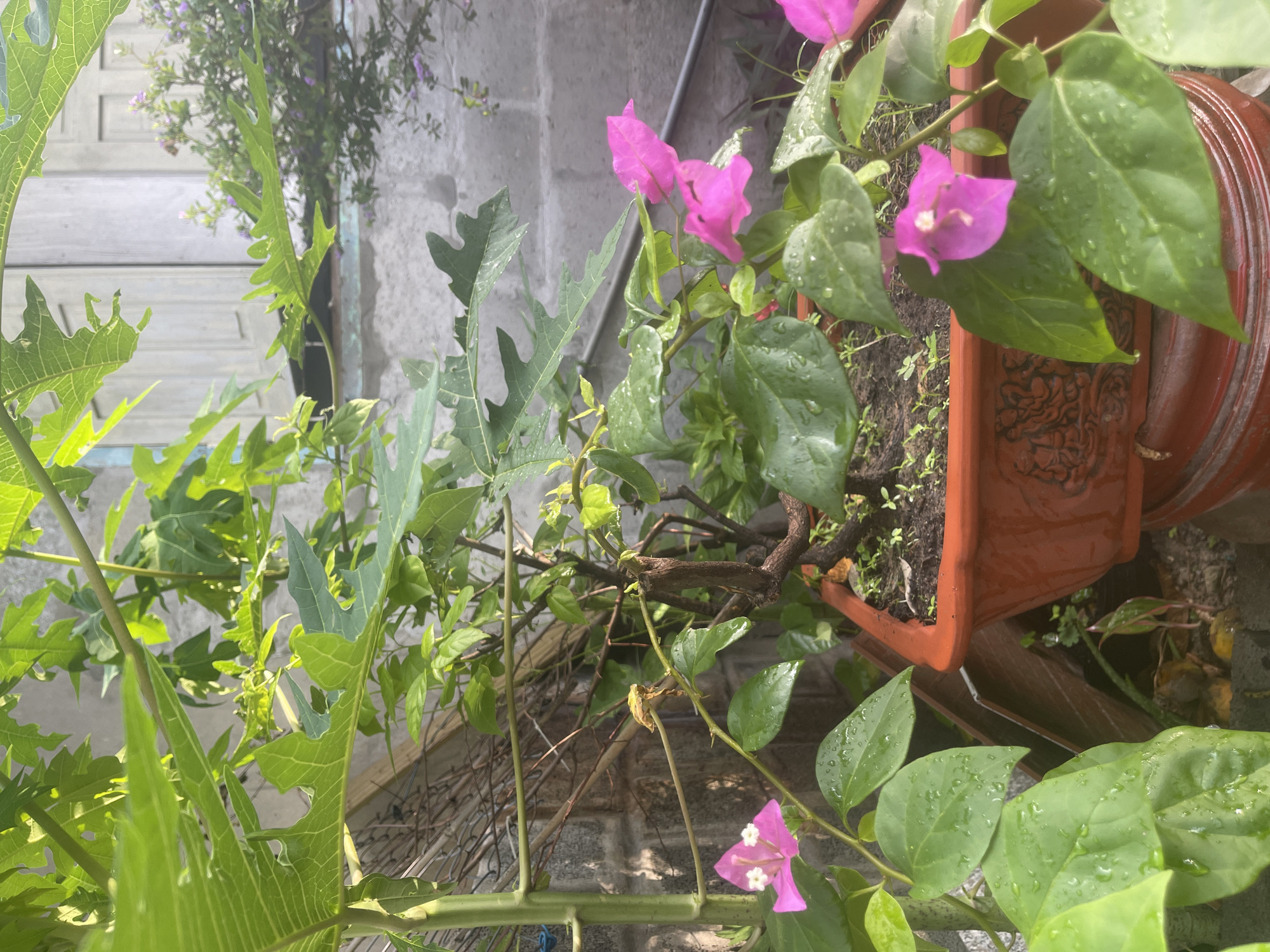The image depicts a close-up view of potted plants, specifically a bougainvillea with bright pink bracts and a papaya plant with large, serrated green leaves. The plants are situated outdoors, with a brick wall and a weathered wooden structure visible in the background. Water droplets are present on the leaves, suggesting recent rain or watering. The scene is likely a residential area or garden in Phan Thiet Ward, Vietnam, given the architectural style and vegetation. No people or animals are visible in the frame. The overall impression is one of lush greenery and vibrant colors, typical of tropical flora.