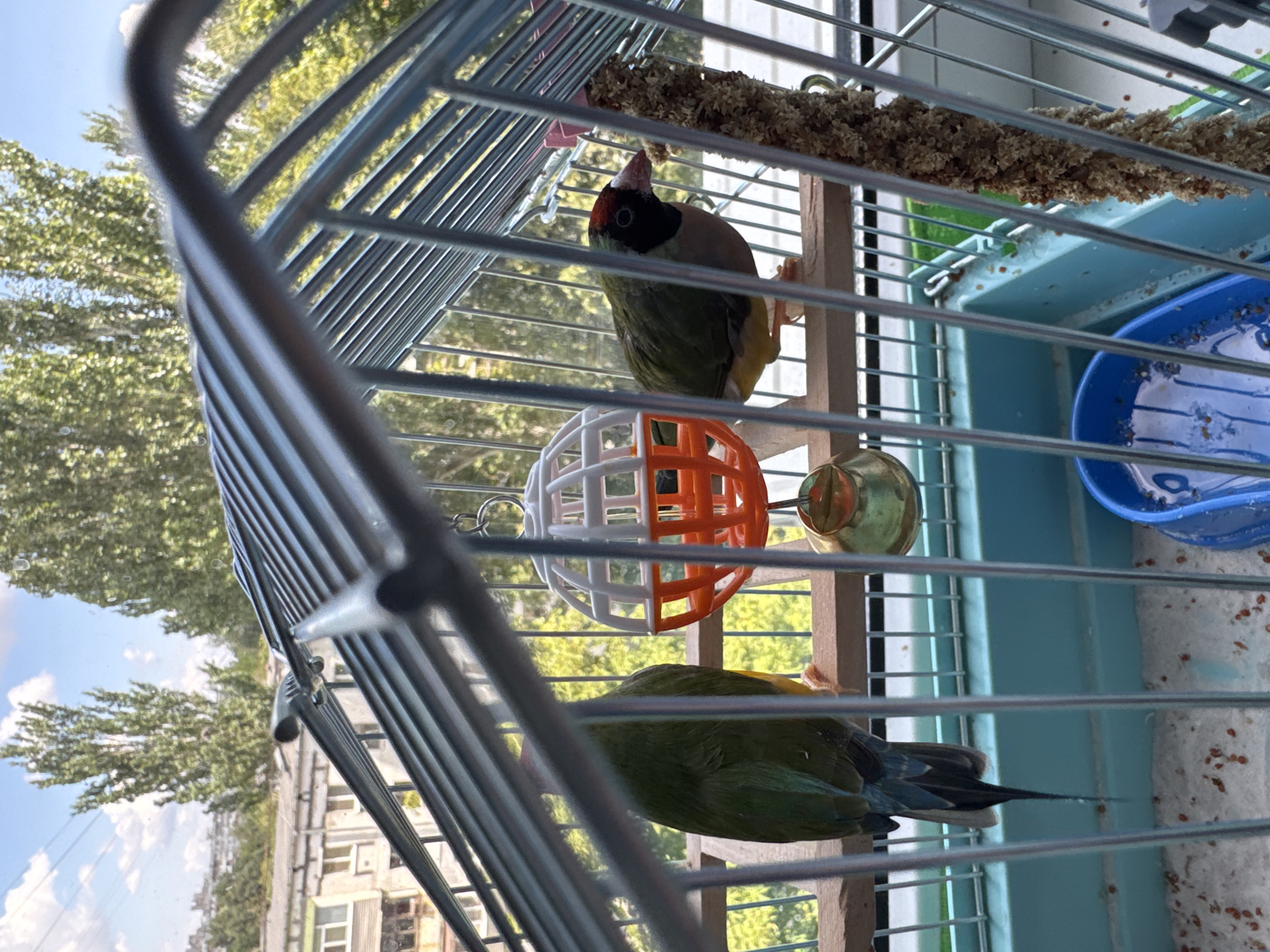 The image shows two small birds inside a bird cage that is placed near a window. The cage has multiple horizontal bars and a light blue base. A millet spray, a popular bird treat, hangs from the top of the cage. Below it, there is a toy with white and orange segments. One bird, with a black, red, and green head and a green body, is perched on a wooden dowel. Another bird, mostly green with yellow and blue accents, is visible in the lower part of the frame.
Outside the cage, through the window, a blurry view of trees and buildings is visible under a bright sky with some clouds, suggesting it is daytime. The setting appears to be a residential area, possibly an apartment building. The image is taken from a low angle, looking up into the cage. There is no visible text in the image. The lighting and the clear sky suggest it is a sunny day. The overall mood is peaceful, focused on the birds and their environment within the cage.