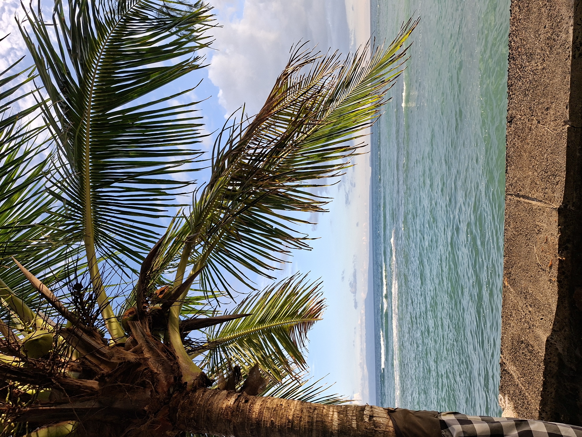The image captures a vibrant, sunlit tropical coastal scene in Karangasem, Indonesia. A majestic palm tree commands the left side and foreground, its rough, brown trunk visible at the bottom. Its extensive green fronds, some showing hints of brown at the tips, spread across the upper left and top of the frame, partially silhouetted against the bright sky. Several green coconuts are nestled among the fronds, indicating a mature tree.
To the right, the serene ocean stretches towards the horizon, its water a clear, light blue-green with gentle ripples and distant white-capped waves. A hazy outline of a distant landmass, possibly mountains or hills, is faintly visible along the horizon where the sea meets the sky. The sky above is a bright blue, adorned with scattered fluffy white clouds, peeking through the gaps in the palm foliage.
A rough-textured, brown concrete or rocky wall forms a distinct vertical border along the far right edge of the image. At the very bottom right, a segment of a black and white checkered fabric, resembling a traditional Balinese poleng cloth, is partially visible, adding a local cultural touch.
The scene is bathed in bright natural light, suggesting a clear late morning or early afternoon. The weather appears pleasant and sunny. No people or specific activities are depicted, emphasizing the tranquil and untouched beauty of the natural landscape. The overall mood is peaceful and inviting. There is no visible text in the image.