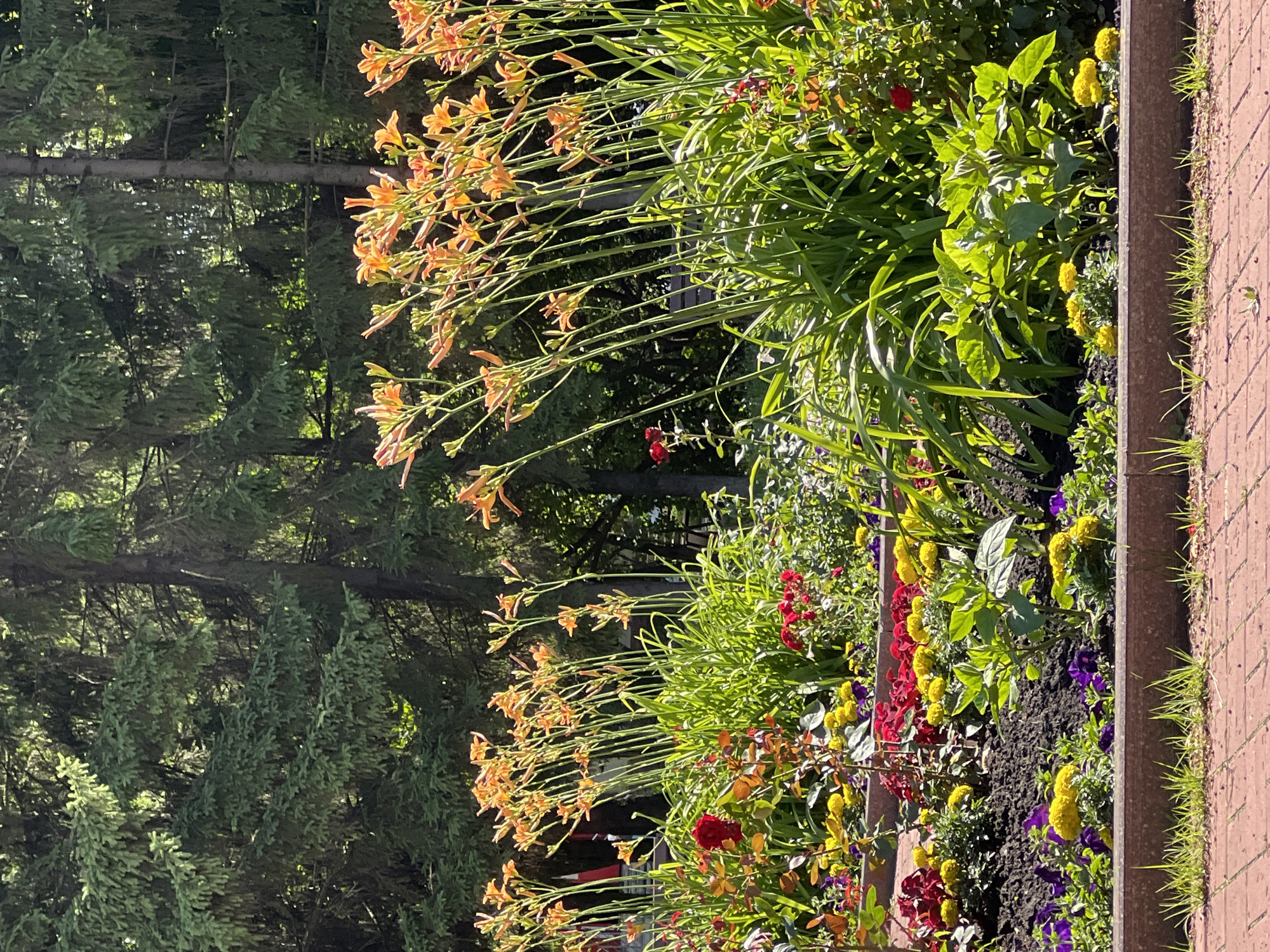 The image displays a vibrant flowerbed bordering a brick walkway. The flowerbed is filled with a variety of colorful blooms, including orange daylilies, yellow flowers resembling marigolds or chrysanthemums, deep red flowers, and purple pansies. Lush green foliage serves as a backdrop for the flowers. In the background, a dense forest of evergreen trees is visible, with some sunlight filtering through the branches. A dark-colored border separates the flowerbed from the walkway. The lighting suggests it is a sunny day, likely in the late morning or early afternoon. The scene evokes a sense of natural beauty and tranquility. There is no visible text in the image. The location is Tolyatti, Russia.