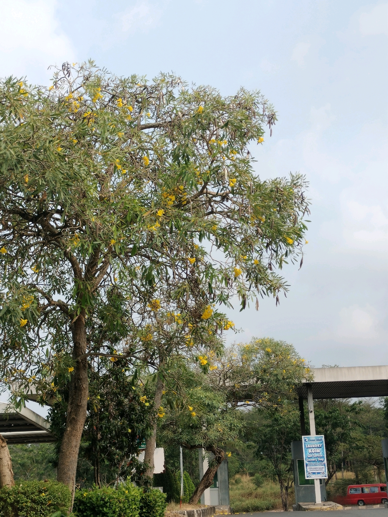 A low-angle, full-shot photograph shows a large tree with yellow flowers and long seed pods against a cloudy sky. The tree is in the foreground, with its branches extending towards the top of the frame. In the background, a modern white structure, possibly a toll booth or entrance arch, is visible, with more trees and vegetation behind it. A small red bus is parked to the right of the frame. A sign with text and graphics, including a logo for "Ocean Wash Laundry Coin", is mounted on a pole near the white structure. The overall scene suggests an outdoor location in Batam, Indonesia, likely along a road or thoroughfare.