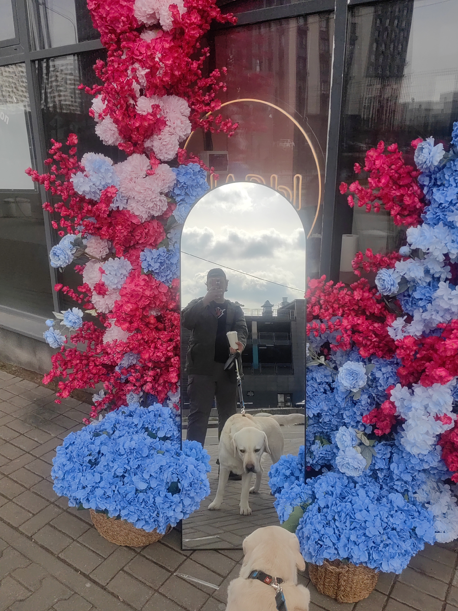 Outside a building with reflective glass windows in Mytishchi, Russia, an arched mirror stands between two large displays of pink, white, and blue faux flowers. A man reflected in the mirror holds a cup and a dog leash, walking a white Labrador Retriever. A second Labrador, mostly out of frame, is also on a leash. The ground is paved with bricks.