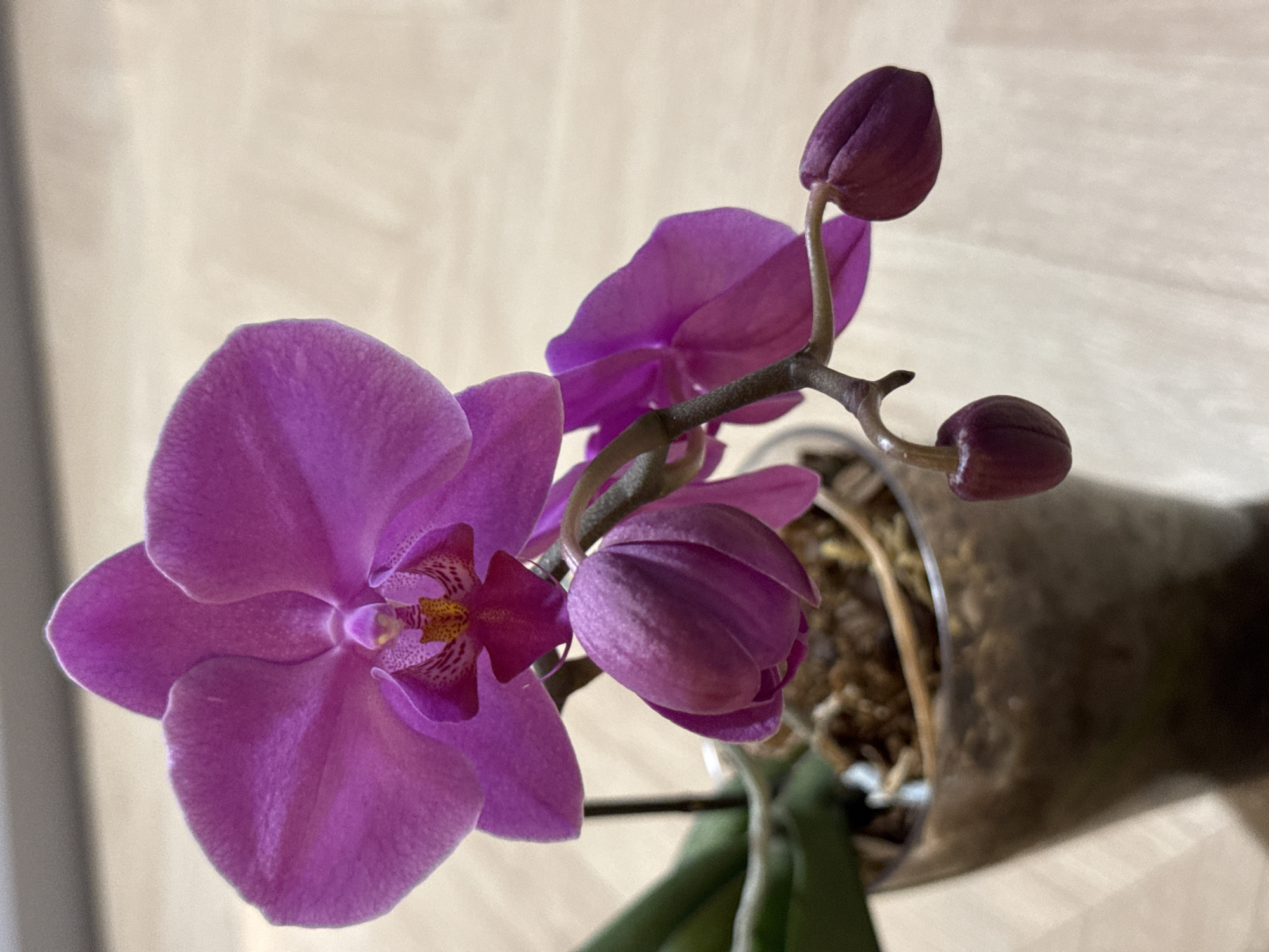 A close-up, eye-level shot focuses on a blooming pink orchid in a clear plastic pot filled with bark. The orchid has one fully open flower with five petals and a central yellow and red stamen. Below the open flower, there are three buds, one large and two smaller, one of which is partially visible. The pot is placed on a light-colored wooden surface. The background is a blurred, neutral wall. There are no people or animals visible. There is no information in the image to determine a location in Izhevsk, Russia.