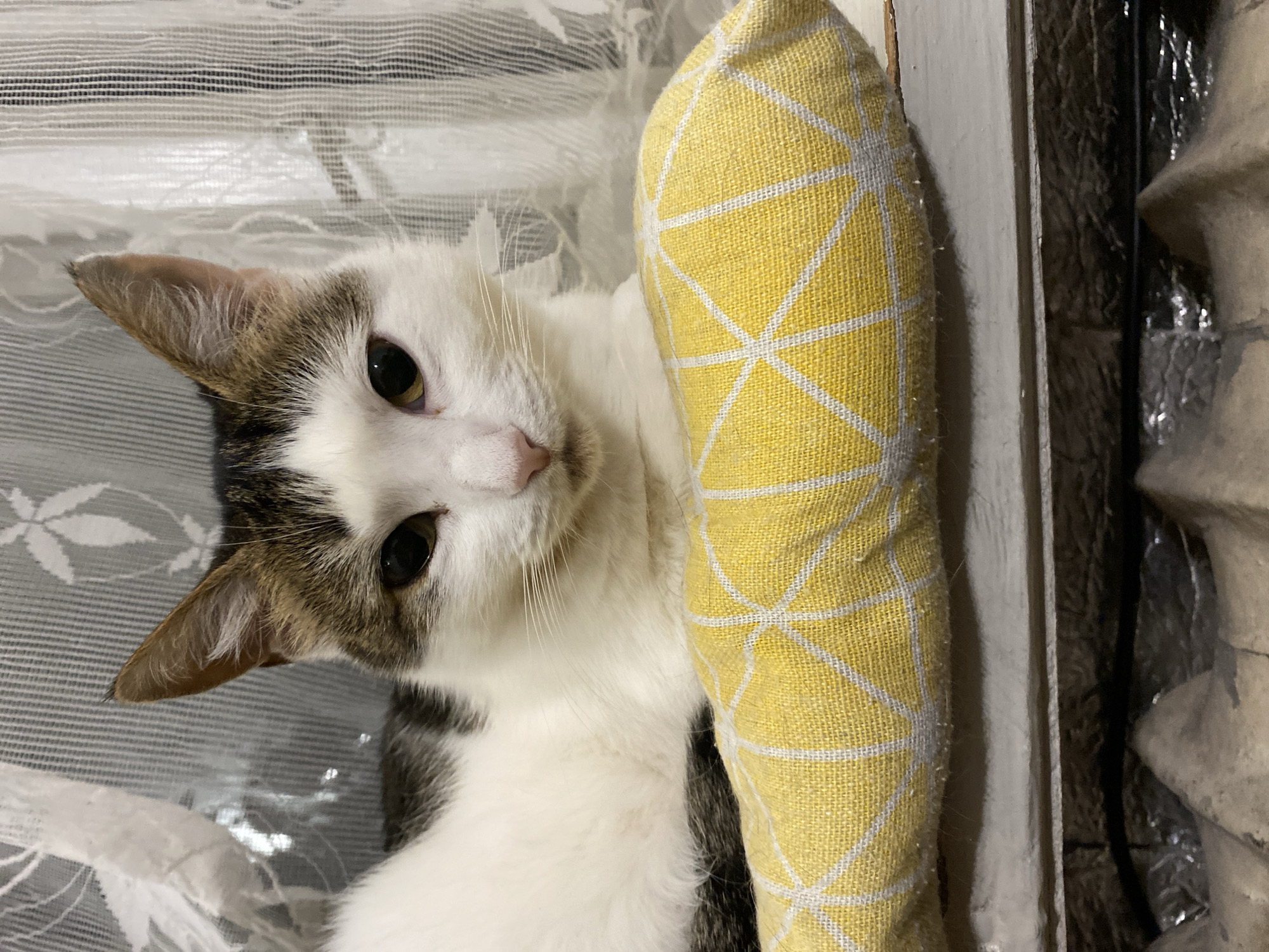 A domestic cat is positioned on a windowsill, resting its head on a yellow pillow with a geometric pattern. The cat has white fur with brown and black markings on its head and back. It is looking directly at the camera with large, dark eyes. Behind the cat, sheer white curtains with a floral pattern are visible. The windowsill is gray, and below it, the background is dark and textured, possibly indicating an interior space. The image is taken from a slightly low angle, focusing on the cat and the pillow.