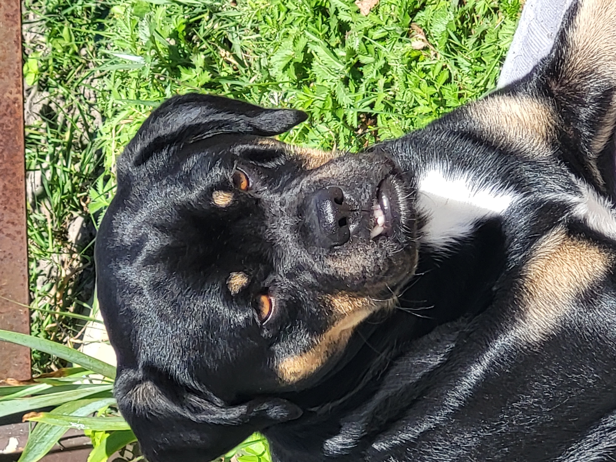 A black and tan Rottweiler dog lies outdoors on a grey surface, with a blurred background of green grass and a wooden fence. The dog's head is turned to the right and it is looking directly at the camera with its mouth slightly open, revealing its teeth. The dog has amber eyes and a white patch of fur on its chest. The lighting suggests it is daytime, with sunlight casting shadows on the dog's fur.