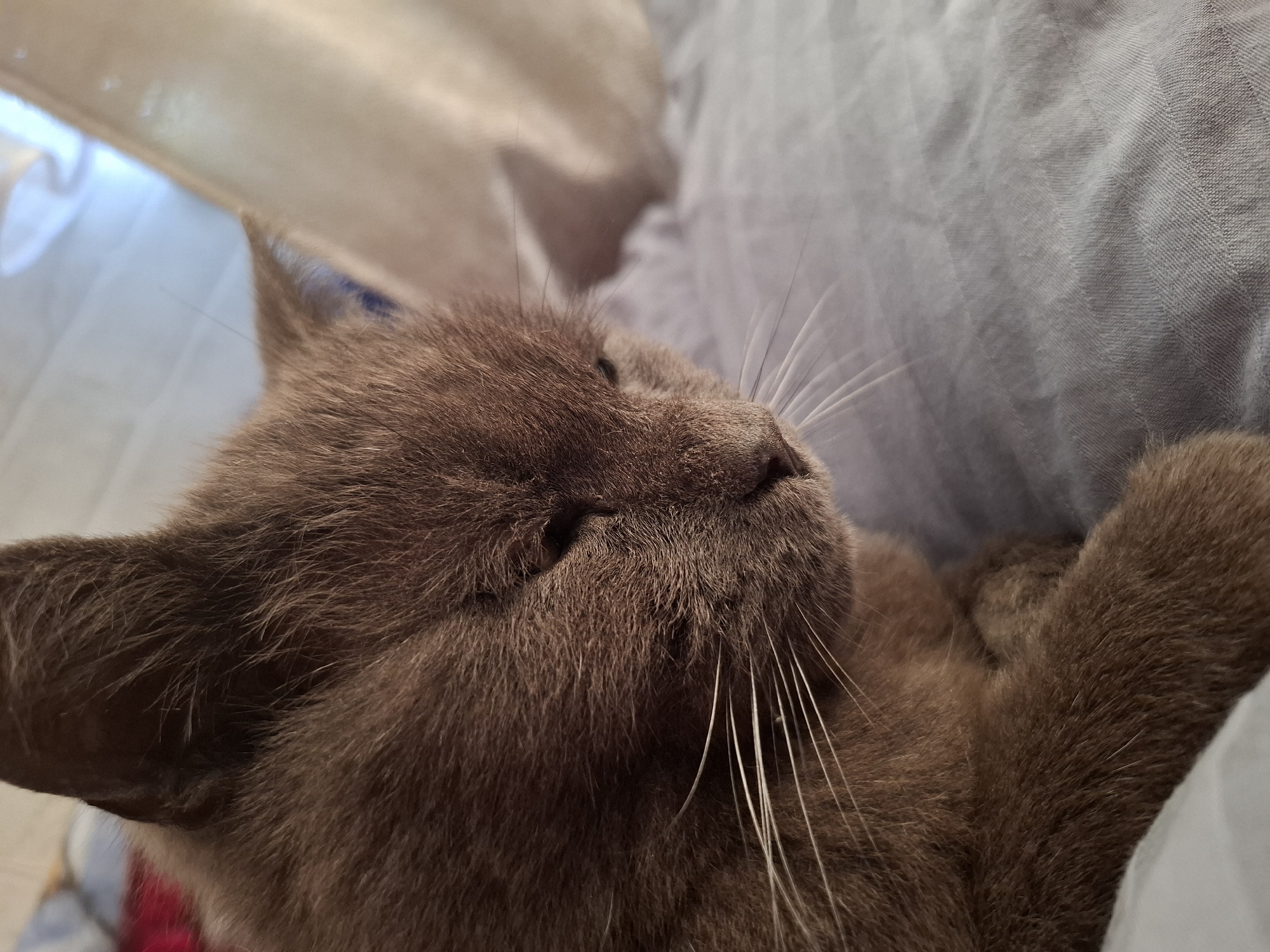 A close-up, angled shot depicts a brown cat resting against a light gray fabric surface. The cat's eyes are closed, and its white whiskers are prominent. The setting appears to be indoors, with a soft, neutral-colored material visible in the background. There's no specific evidence to confirm the location in the city of Амзя, Russia, from the provided image.