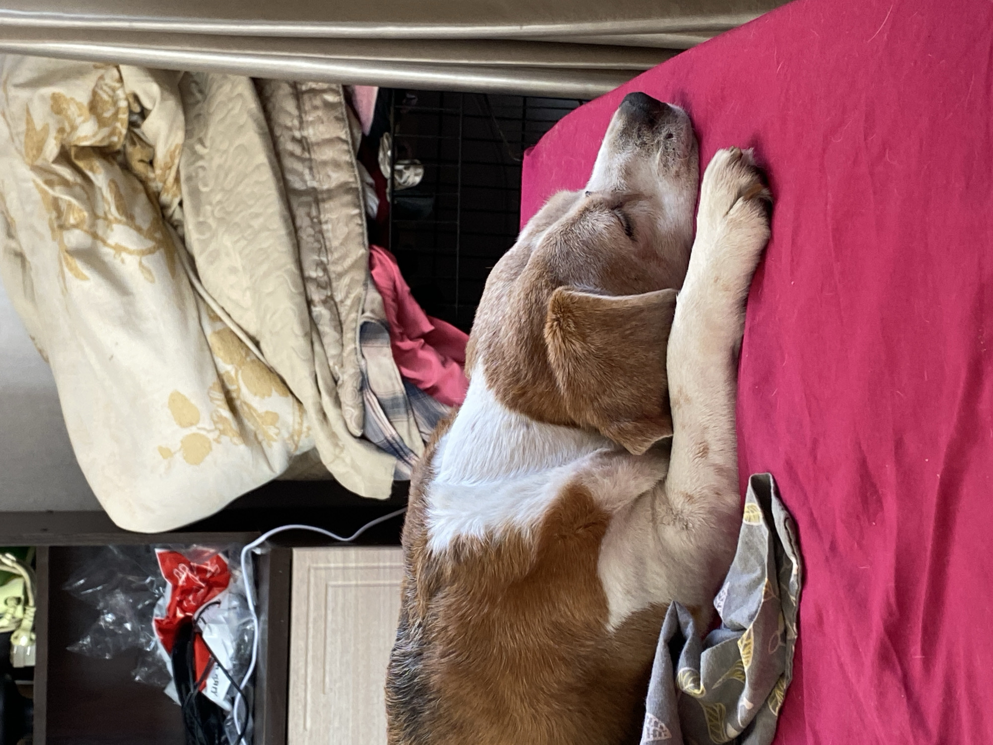 An adult Beagle dog is sleeping on a bright pink surface, likely a bed or couch. The dog has brown and white markings typical of its breed. Its head is resting on its paws, and its eyes are closed. To the left of the dog, there is a folded gray cloth with a leaf pattern. In the background, a dark wire dog crate is visible behind some folded blankets and fabric in shades of cream, beige, and pink. A dark wooden shelf unit with various items, including plastic packaging and cables, is situated to the far left. The overall environment suggests an indoor domestic setting in Chornomorsk, Ukraine.