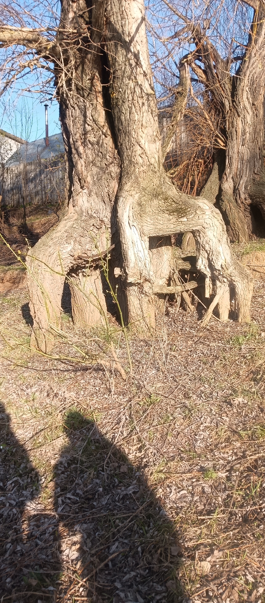 The image shows a tree with multiple trunks joined at the base. The base has a hole through it, and broken branches and debris are visible inside. The ground is covered in dry leaves and twigs. The shadows of people are visible in the lower left corner. A building and a chimney are visible in the background. The location is listed as Unknown, Unknown.