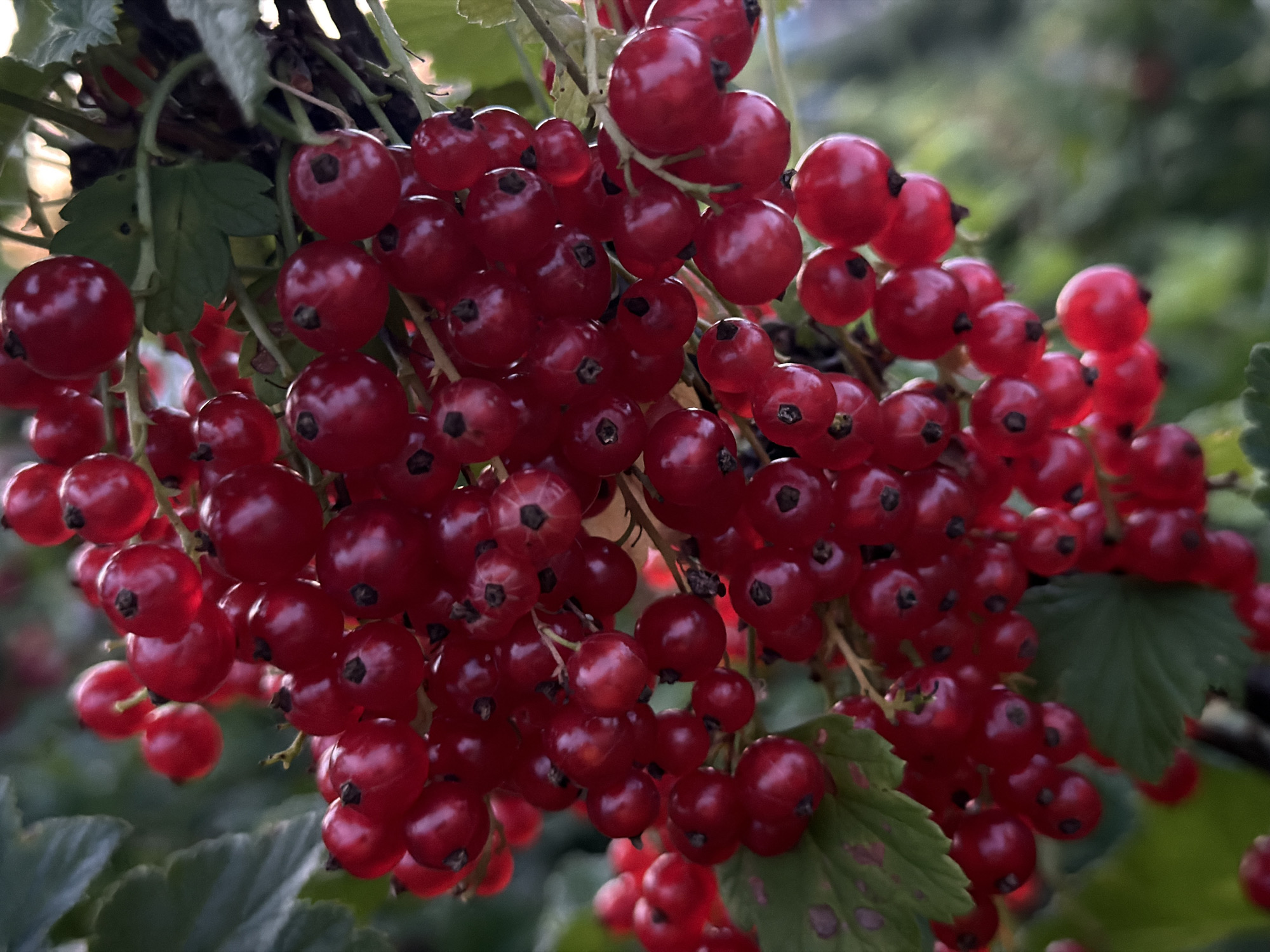 The image displays a close-up view of a cluster of ripe red currants hanging from a branch. The currants are small, round, and have a glossy, translucent red skin. Some of the currants show a dark spot where the stem was attached. Green leaves are interspersed among the berries, some showing slight imperfections. The background is softly blurred, suggesting a natural outdoor environment, possibly a garden or a wild bush. The lighting indicates it may be daytime, with some soft highlights on the berries. There is no indication of human presence or activity within the frame, nor is there any visual information to suggest the location is specifically within the city of Medvedchikova, Russia.