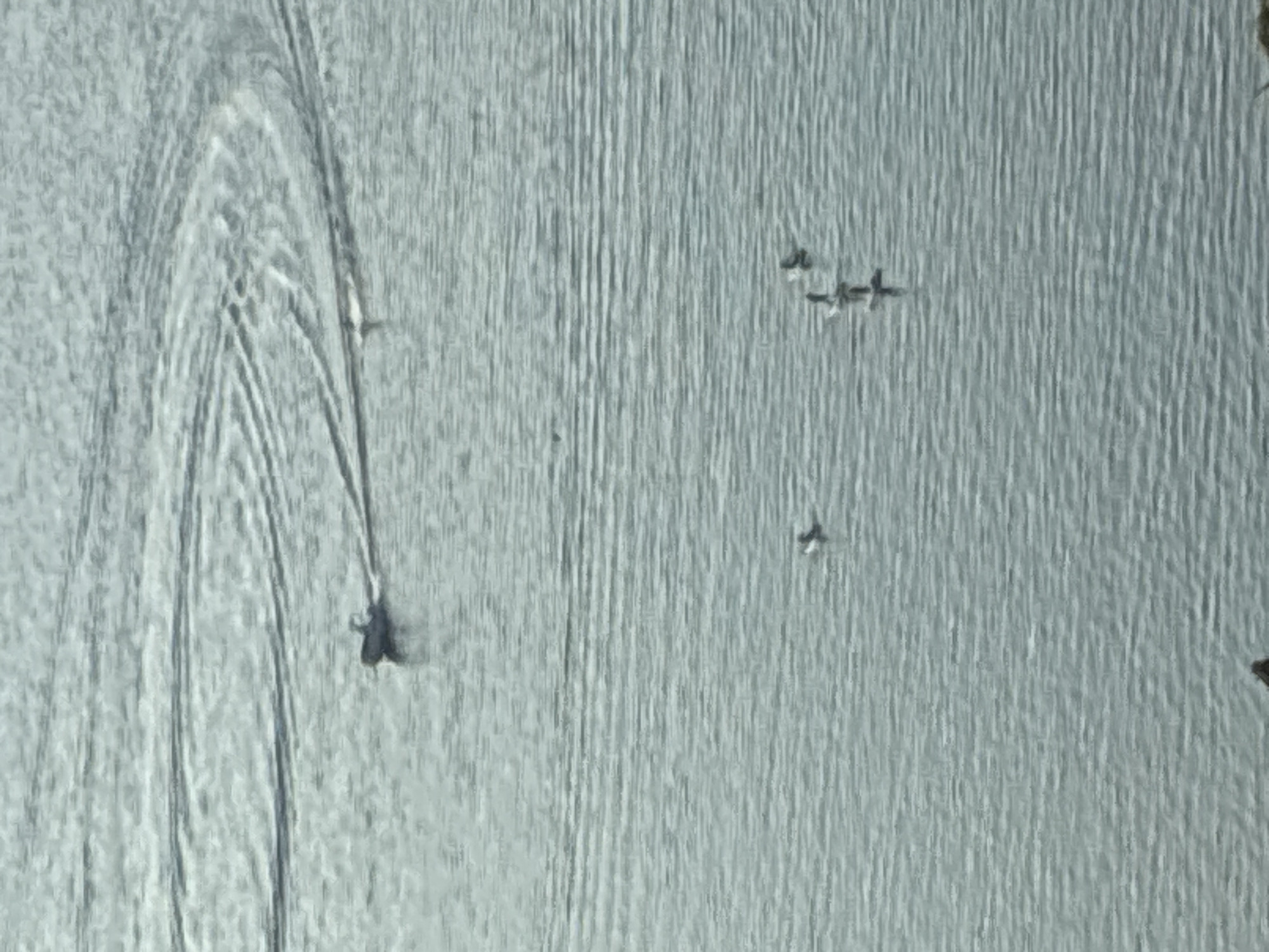 The image depicts a wide body of calm water, likely a sea or large lake, with subtle ripples on its surface. In the distance, a small motorboat is actively moving, leaving a distinct wake in its path that creates concentric circular patterns on the water. A few birds are scattered across the water's surface, some appearing to be swimming or floating. The overall scene is serene, with a focus on the interaction between the boat, the birds, and the tranquil water. The location is identified as Alanya, Turkey, suggesting this scene is situated within or near the coastal city.