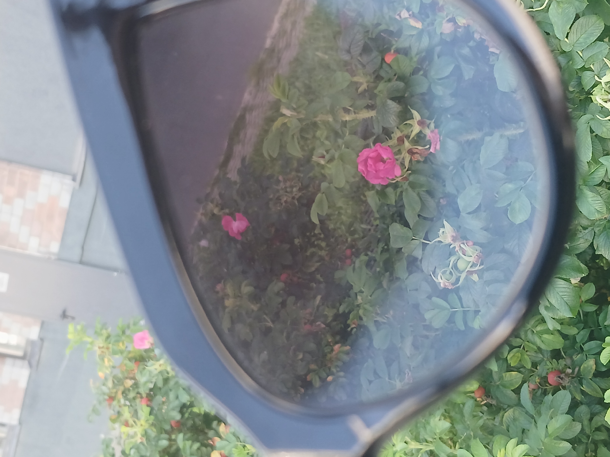 This image shows a close-up view of a rose bush through a pair of sunglasses. The sunglasses are black and rectangular, and they are held in the foreground, obscuring part of the view. The rose bush is in full bloom, with several pink flowers and green leaves. There are also some red rose hips visible on the bush. The background is blurred, but it appears to be a building with a brick facade. The image is taken in an outdoor setting, likely in a garden or park. The image is taken in Yekaterinburg, Russia.
